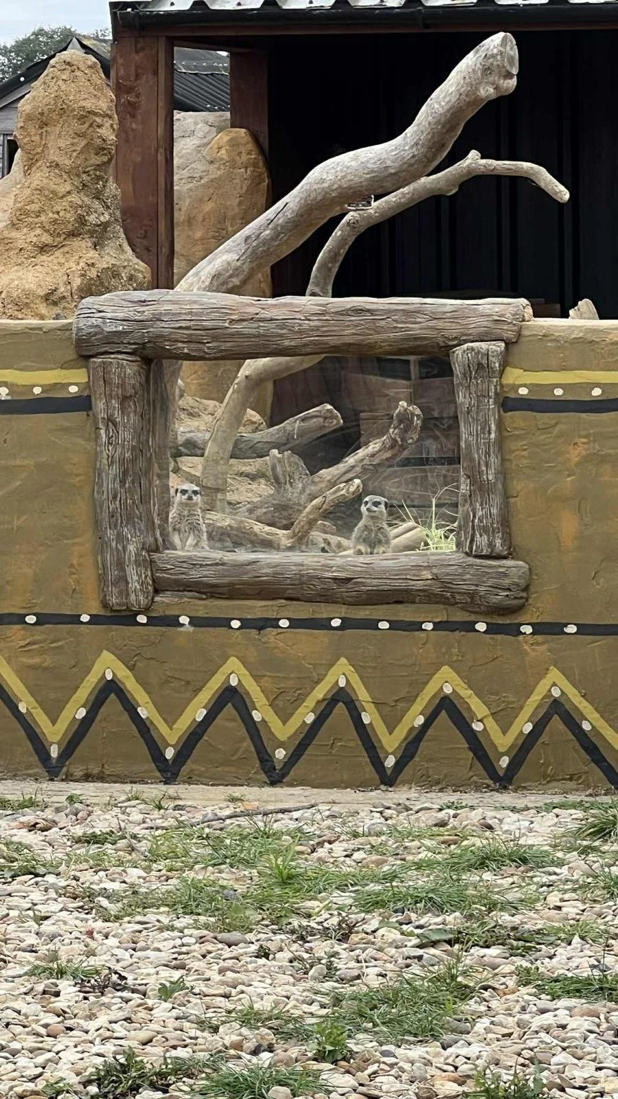 Zoo enclosure with wooden logs, rocks, and two meerkats inside.