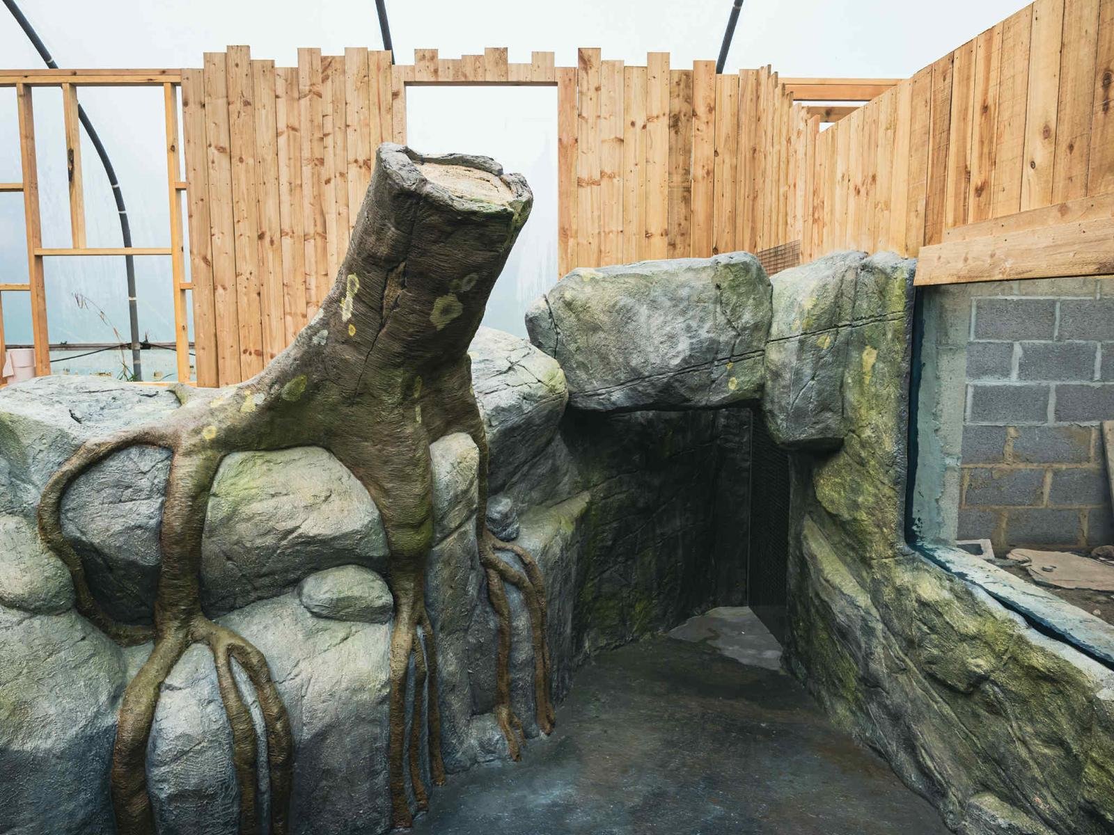 Artificial rock and tree stump with roots inside a construction site with wooden framing.