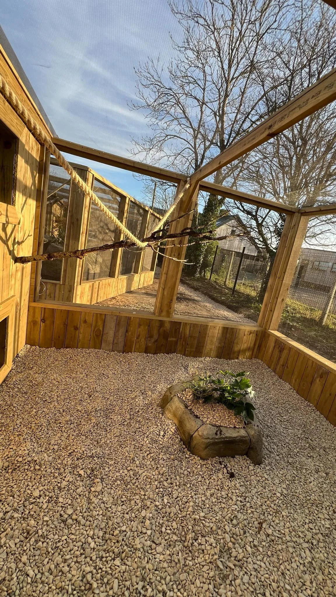 A wooden outdoor enclosure with a gravel floor, a hanging branch for climbing, and a small plant in a wooden border, with a leafless tree and a fence in the background.