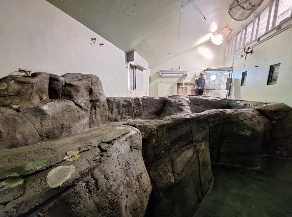 Indoor reptile exhibit with large rocks and a person standing behind a glass enclosure.