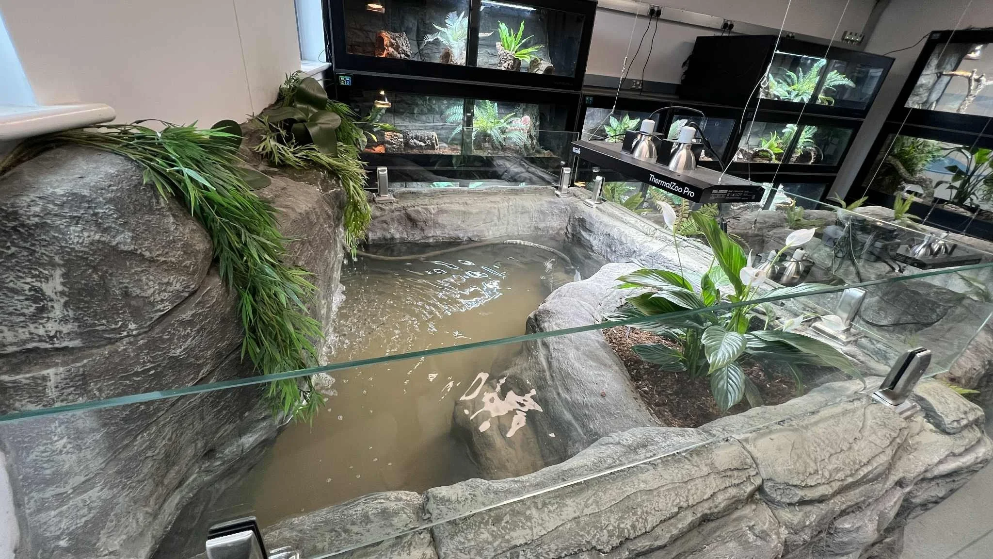 An indoor reptile habitat with a small water pond, surrounded by rocks and green plants, and multiple glass enclosures containing reptiles in the background.