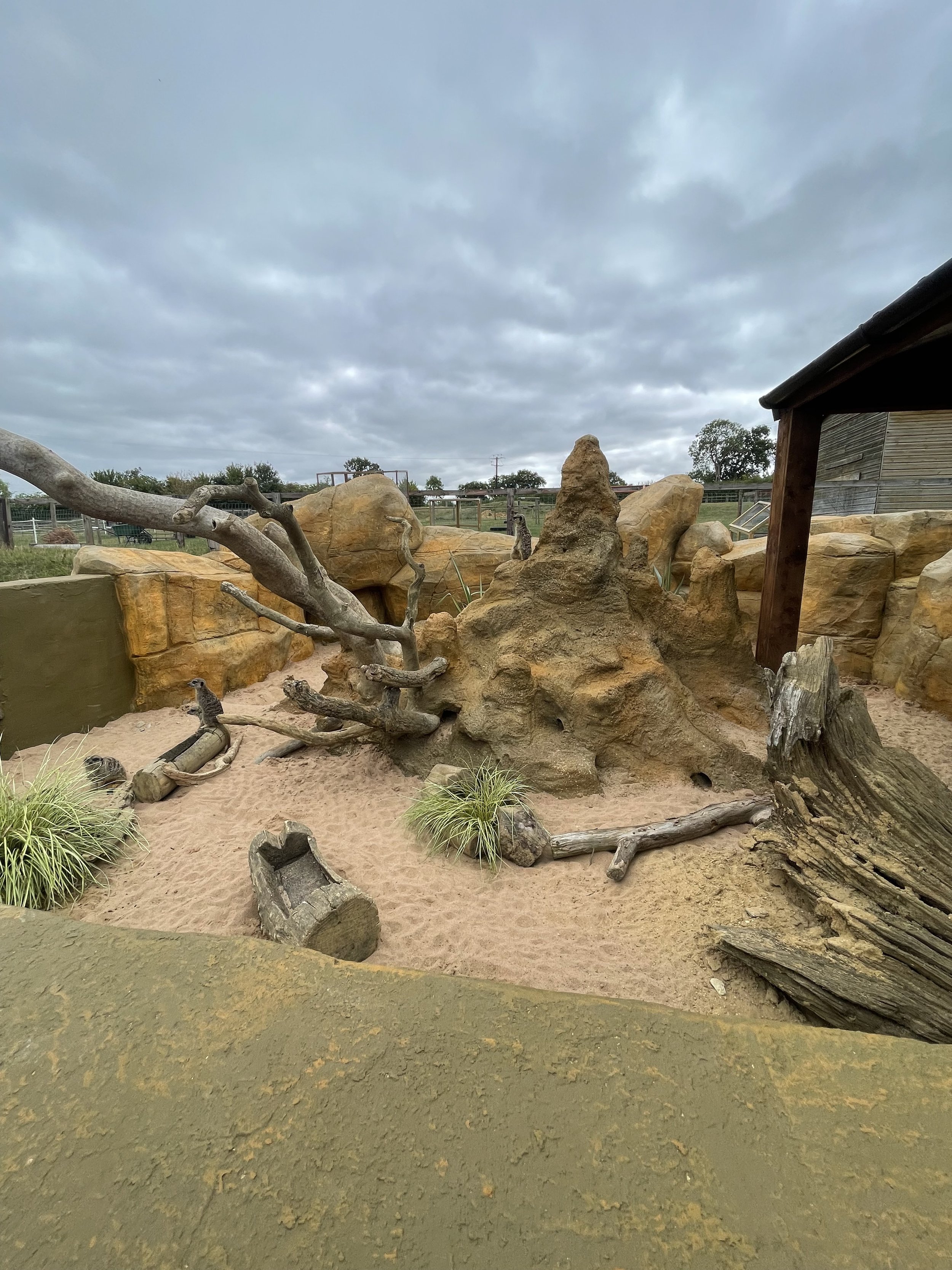 A dry desert-like enclosure with large rocks, logs, and sparse plants, under a cloudy sky, likely part of a zoo or wildlife sanctuary.