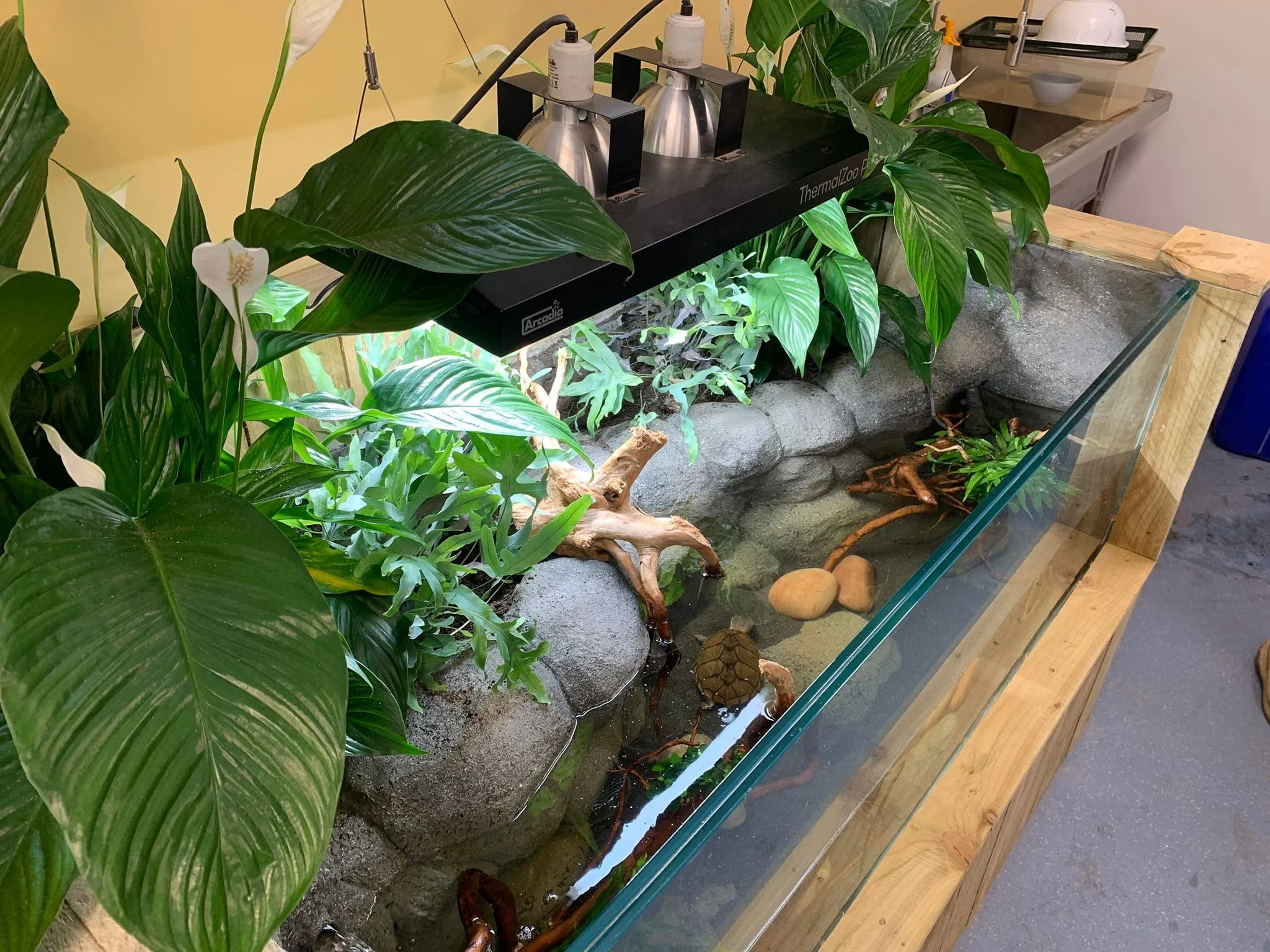 An indoor reptile enclosure with lush green plants, rocks, and two small turtles. The enclosure has a glass front and is placed on a wooden table.