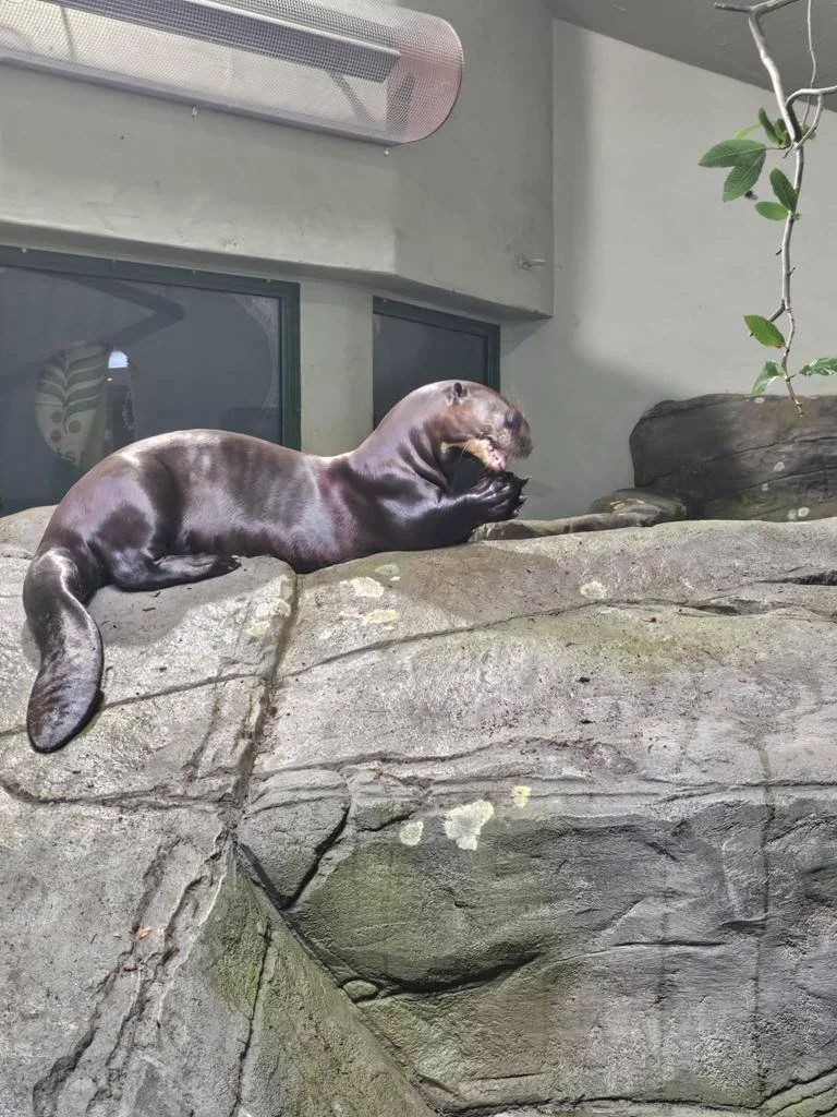 A young sea lion lying on a large rock, appearing to nibble or chew on its paws. The background shows a grey wall with a window and part of a plant with green leaves hanging from the top right.