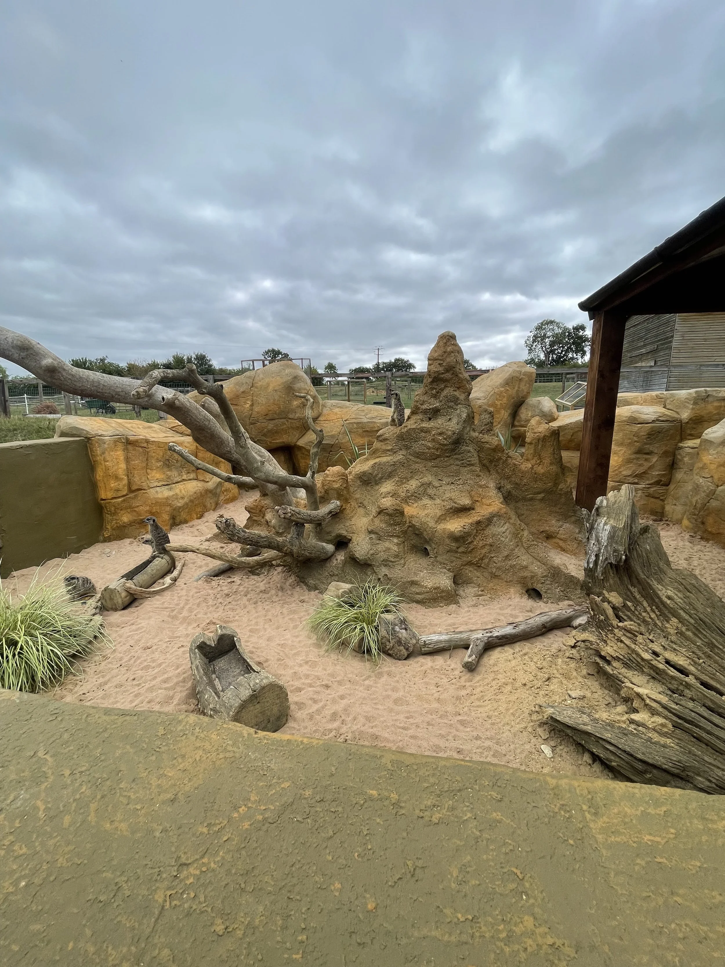 A zoo enclosure with sand, rocks, driftwood, plants, and a tree trunk. Overcast sky.