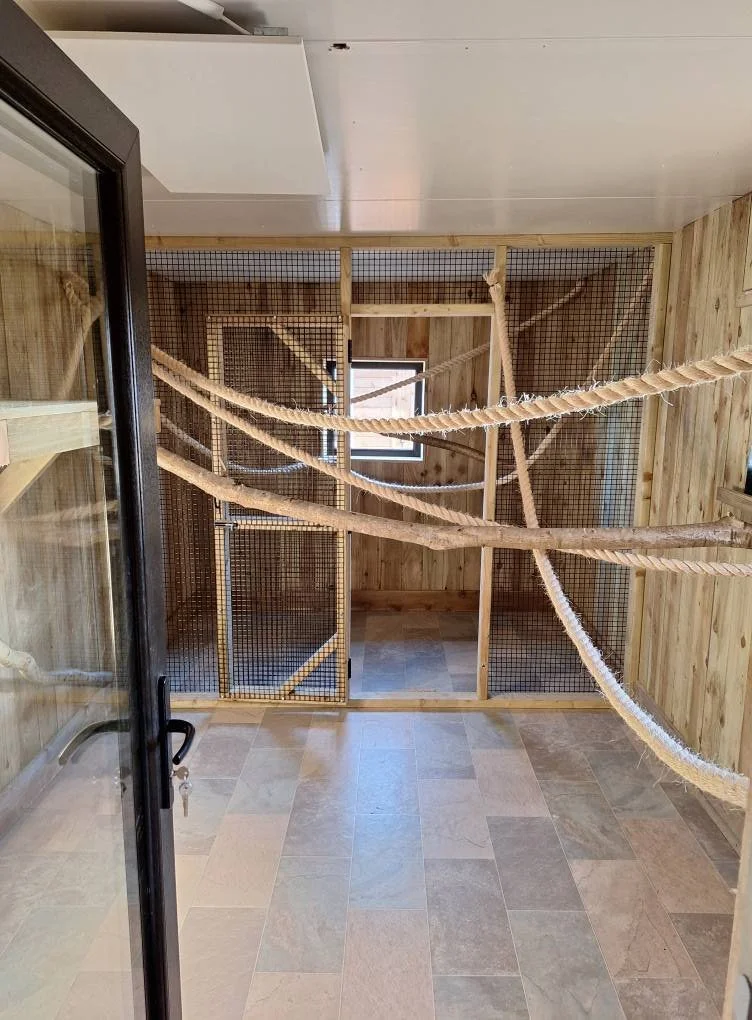 Indoor cat play area with wooden walls, a window, and rope perches for climbing.
