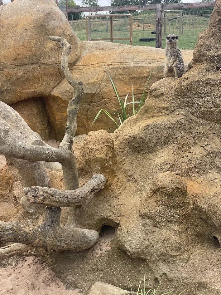 A meerkat sitting on a rocky ledge in a zoo enclosure with rocks, dry branches, and some green plants, and a fenced background.