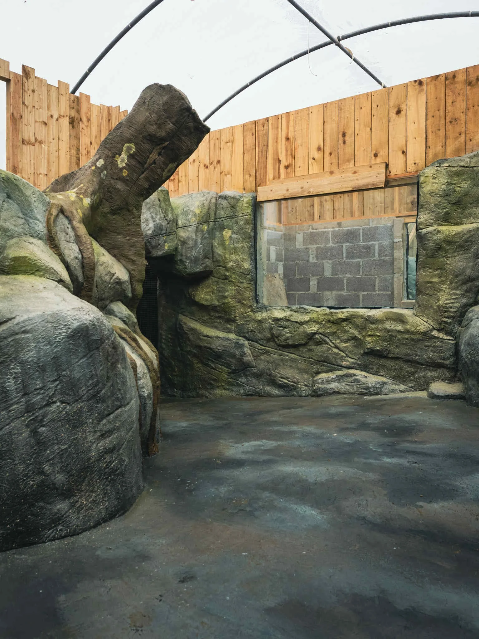 Indoor zoo exhibit with artificial rocks, a large tree stump, and a small window in the background, enclosed by a wooden fence and a white mesh roof.