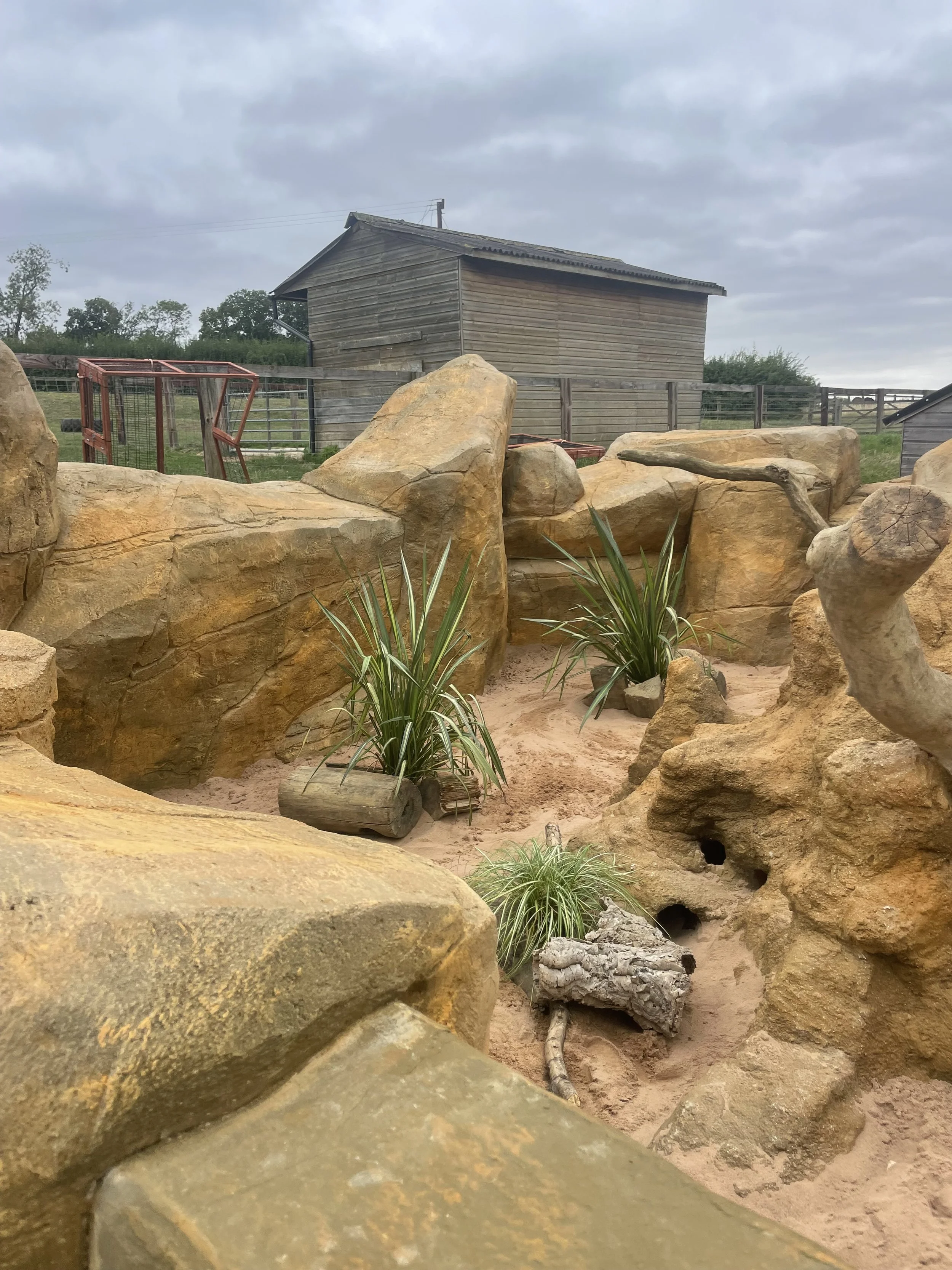 A rocky outdoor enclosure with plants and sandy ground, with a wooden building and fencing in the background.