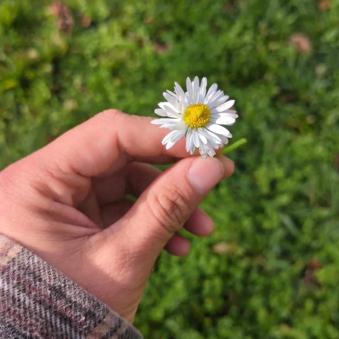 A hand holding a small white daisy flower with a yellow center against a green grassy background.