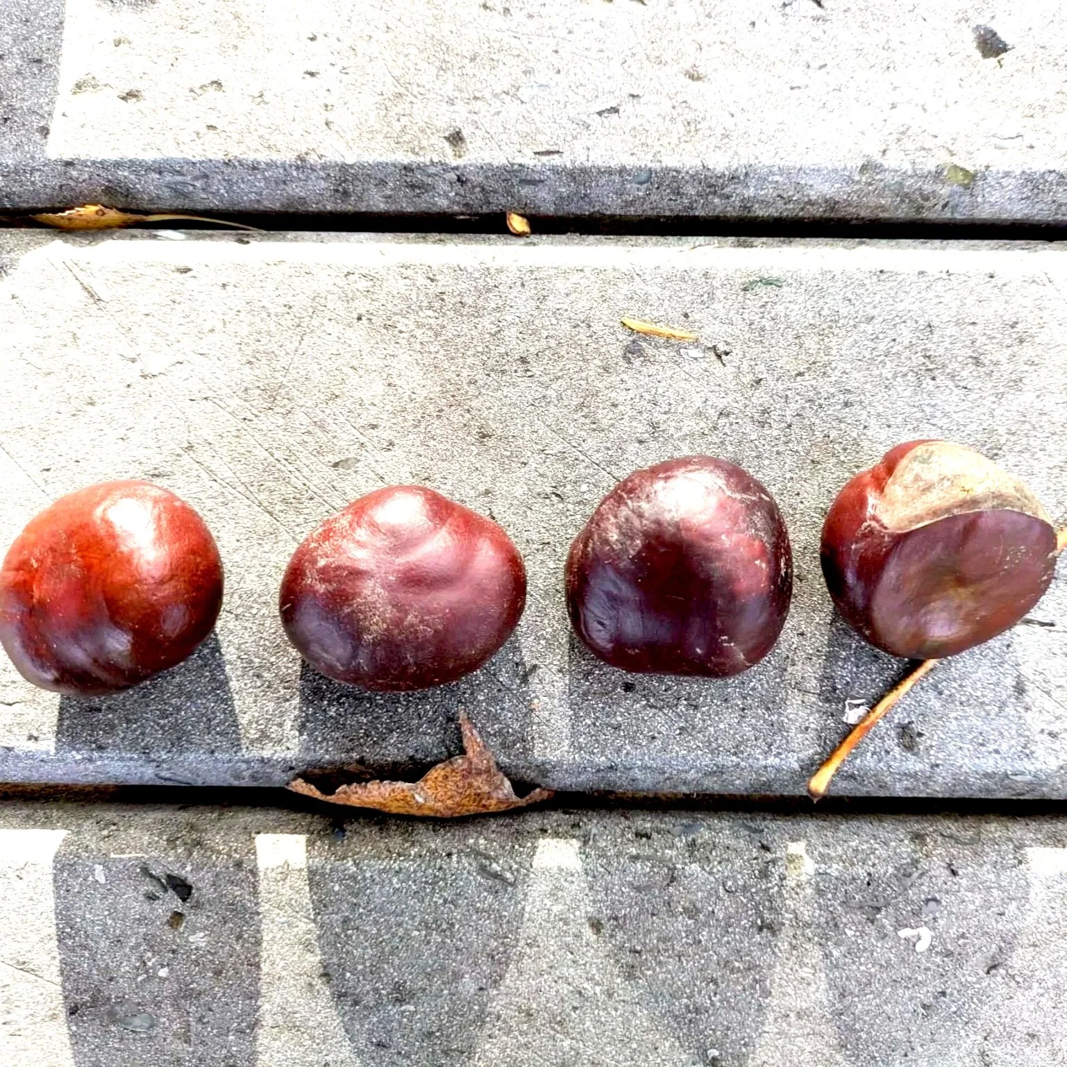 Four chestnuts lined up on a concrete path with a wooden border.