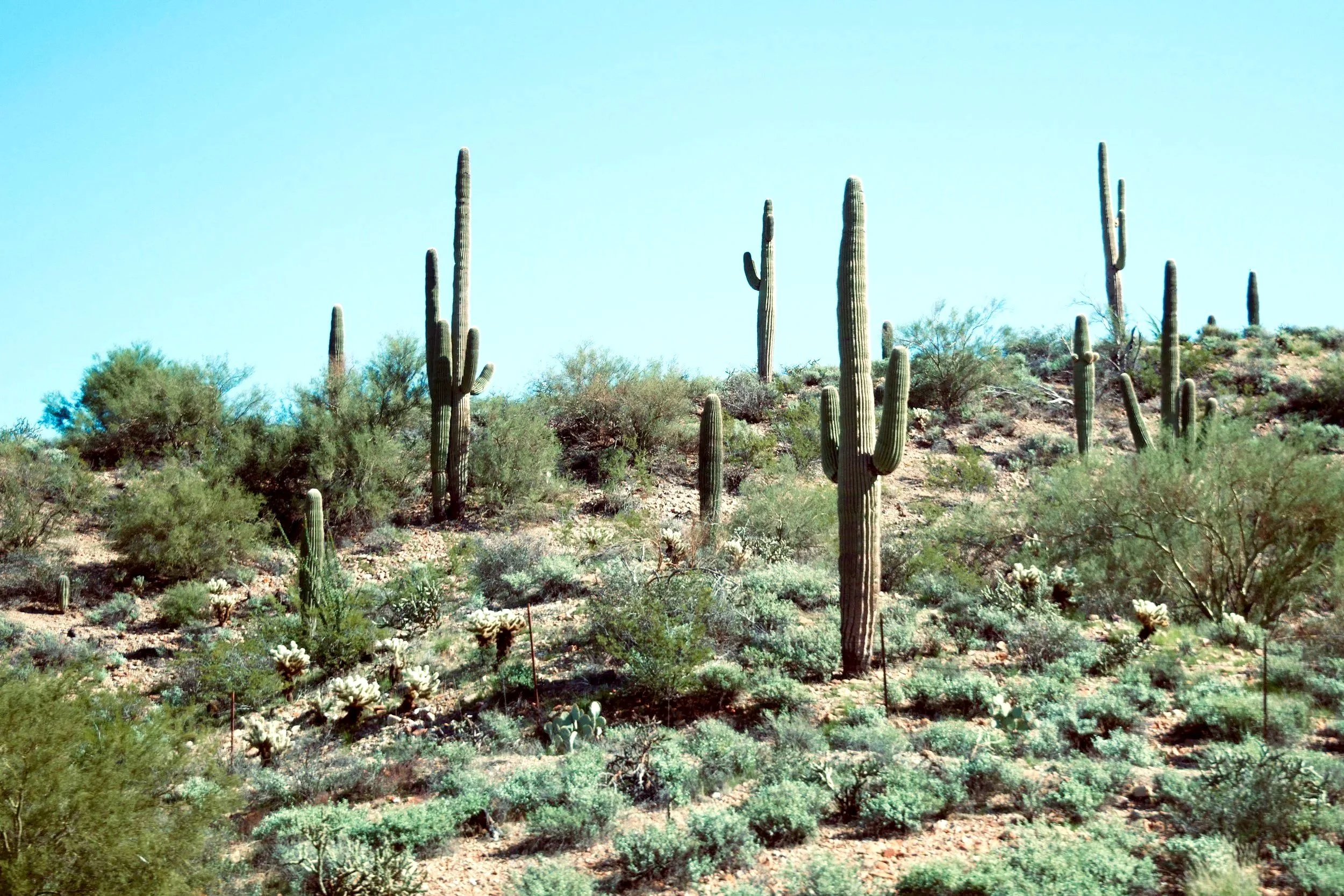 Desert landscape with saguaro cacti, smaller bushes, and dry ground under a clear blue sky.