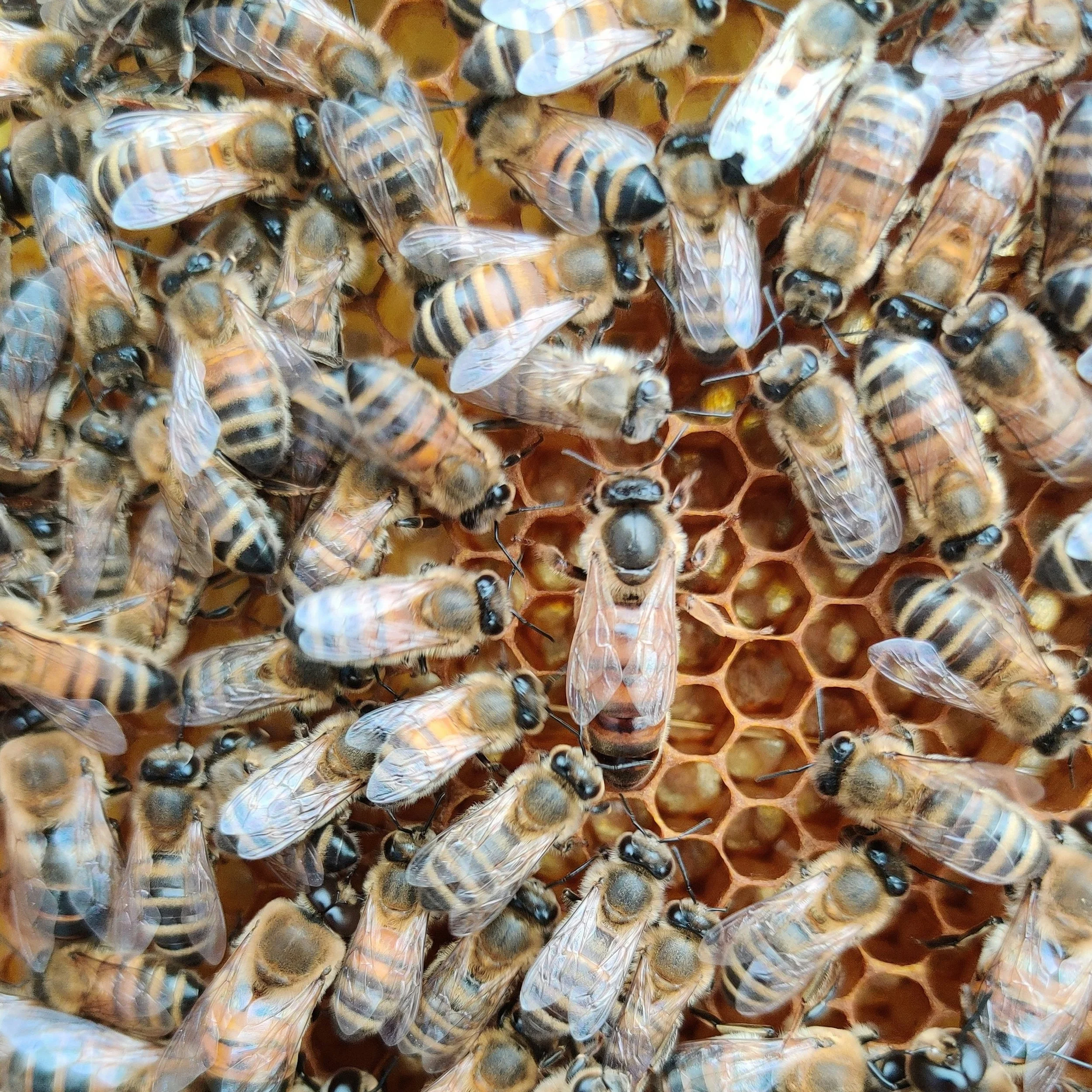 Biene auf einem Bienenstock mit Honigwaben.
