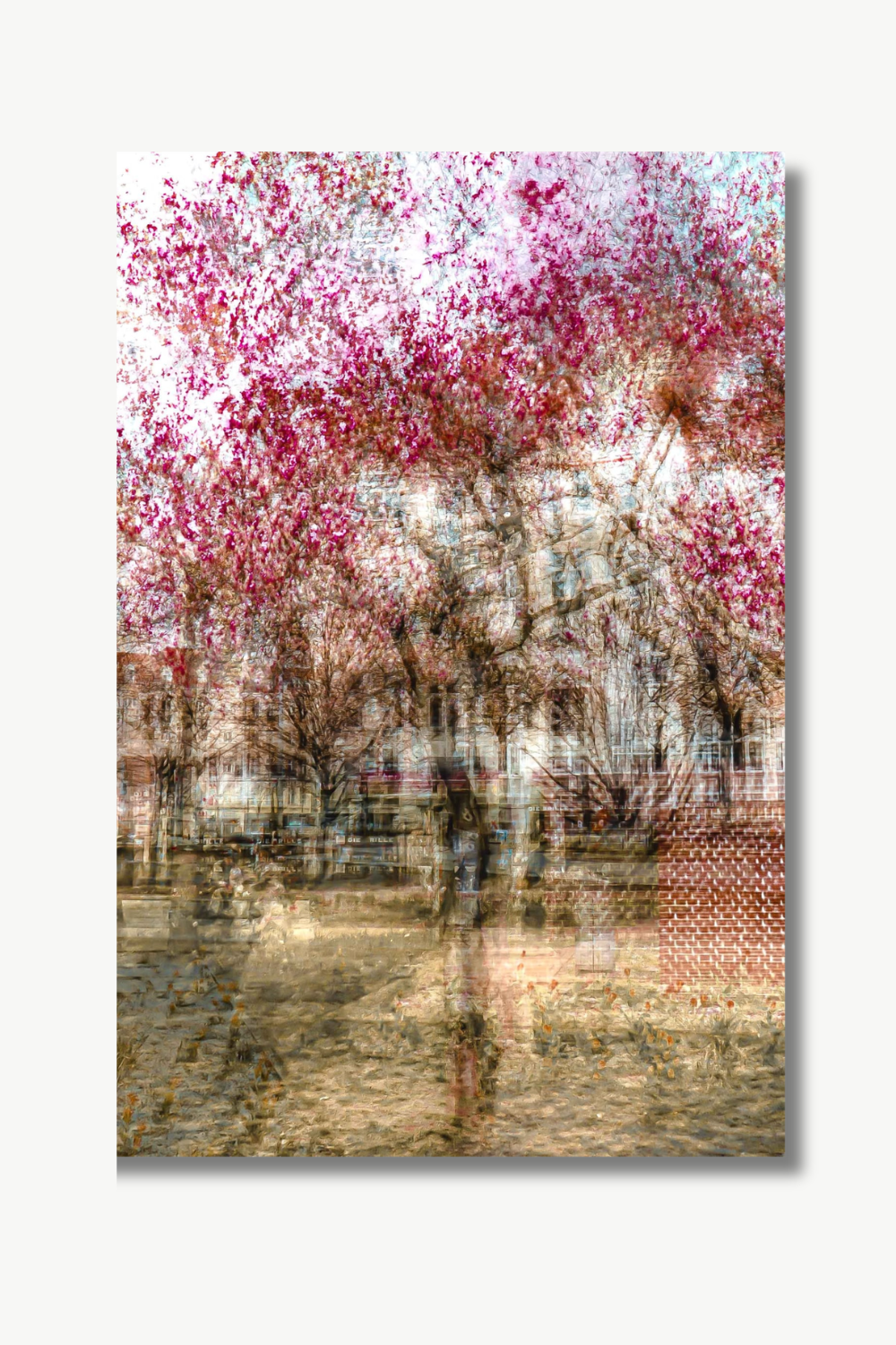 "MAGNOLIE AM OLIVAER PLATZ BERLIN · 2023"  Fotografie, Hahnemühle Baryta Fine Art Paper