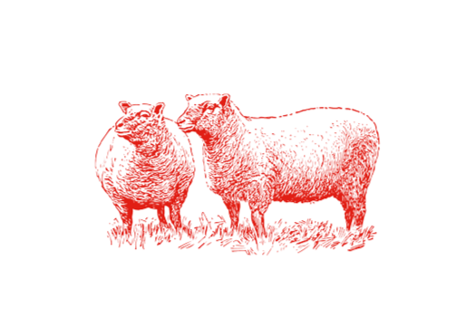Deux moutons, dessinés en rouge, style gravure.