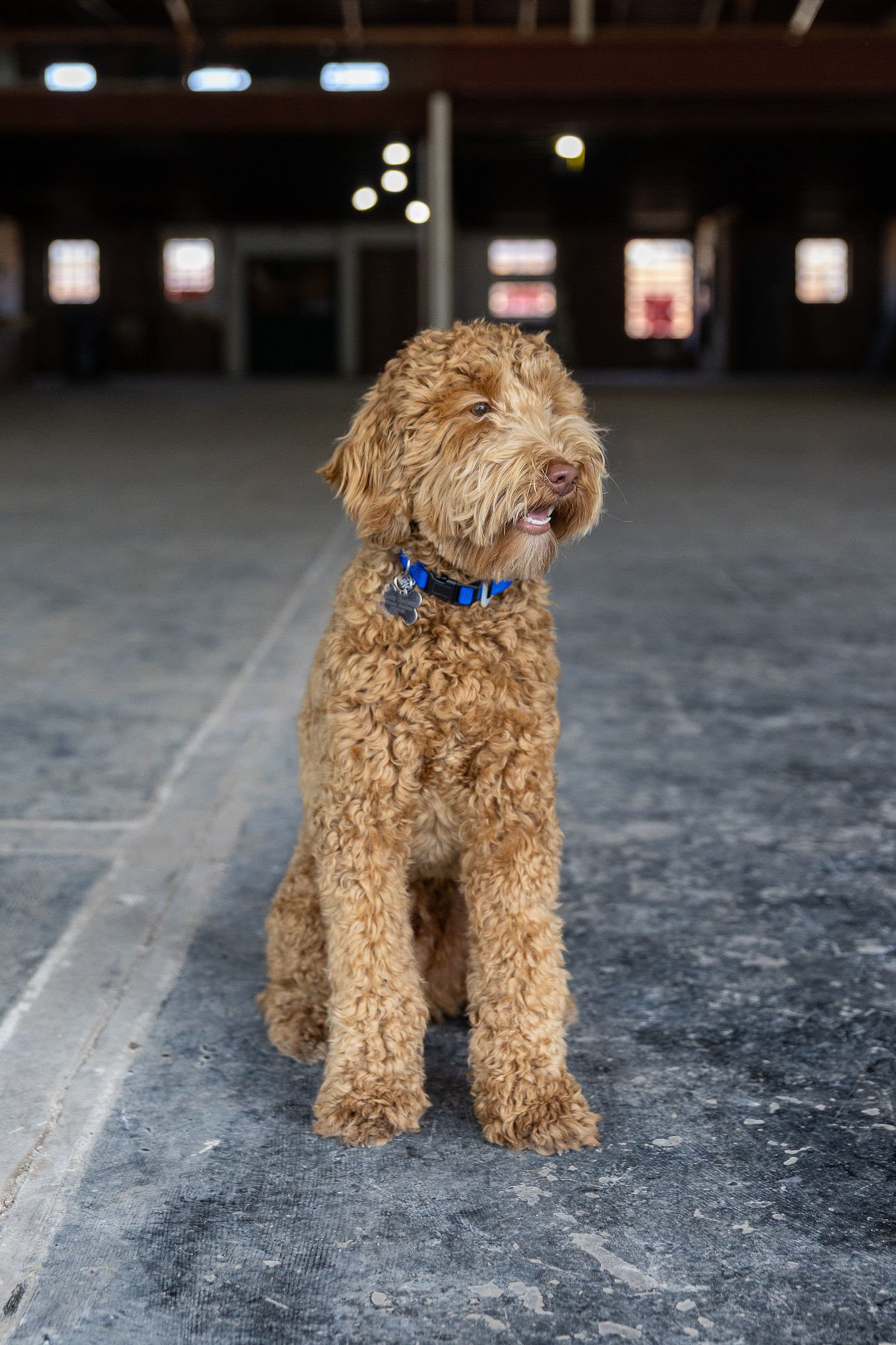  Buddy  Chief Morale Officer