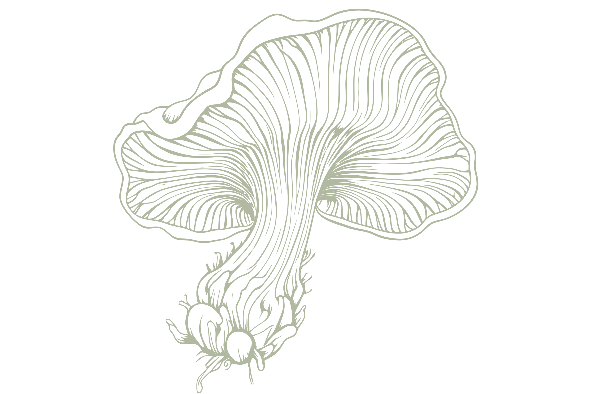 Line drawing of a mushroom with gills and a stalk, with a few small mushrooms at the base.