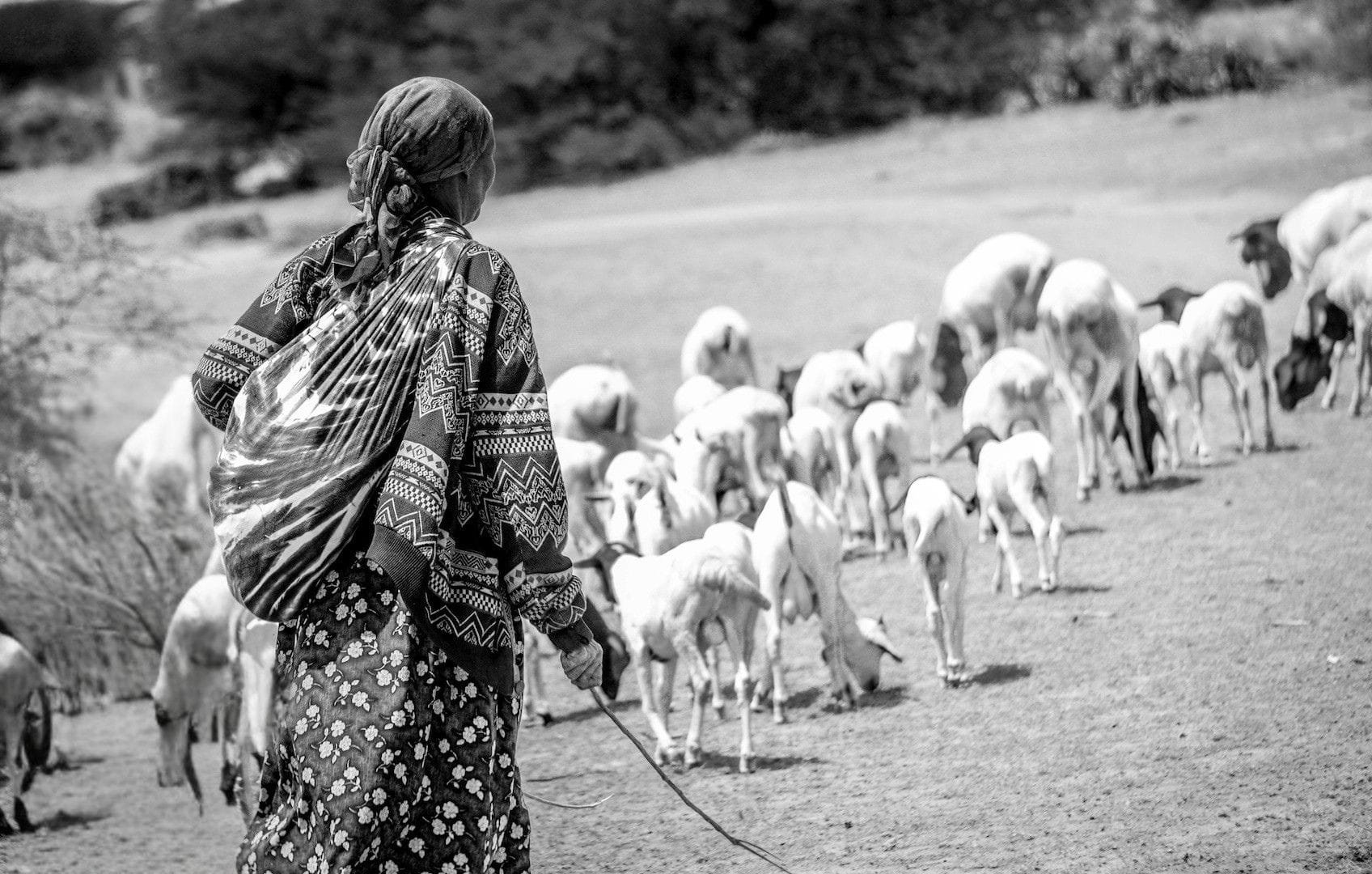 A woman dressed in patterned traditional clothing leading a herd of goats along a rural dirt road.