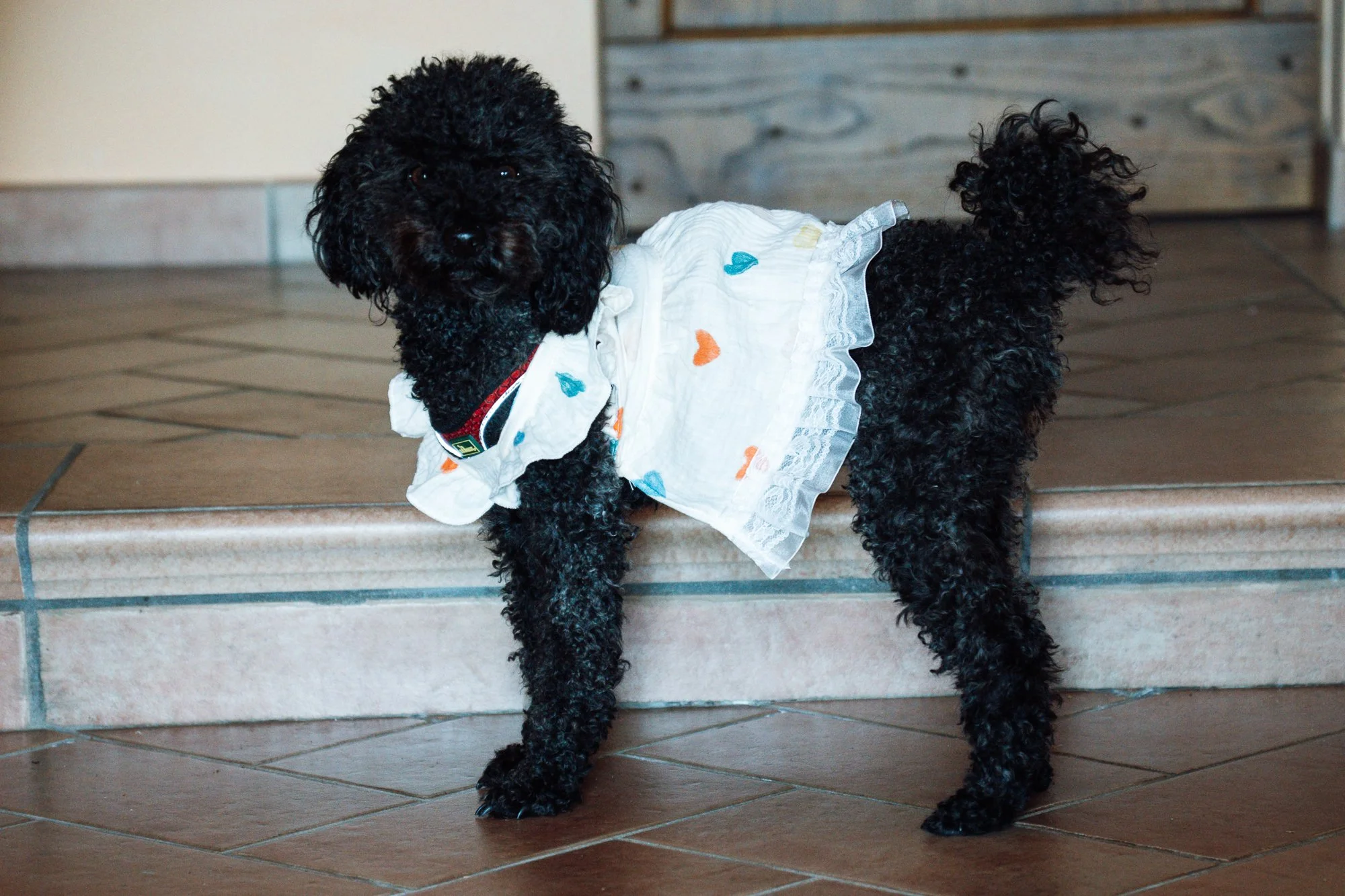 Kleiner schwarzer Hund mit lockigem Fell trägt ein weißes Kleid mit bunten Herzmotiven und befindet sich auf einer terrakottafarbenen Fliese vor einer Holztür.