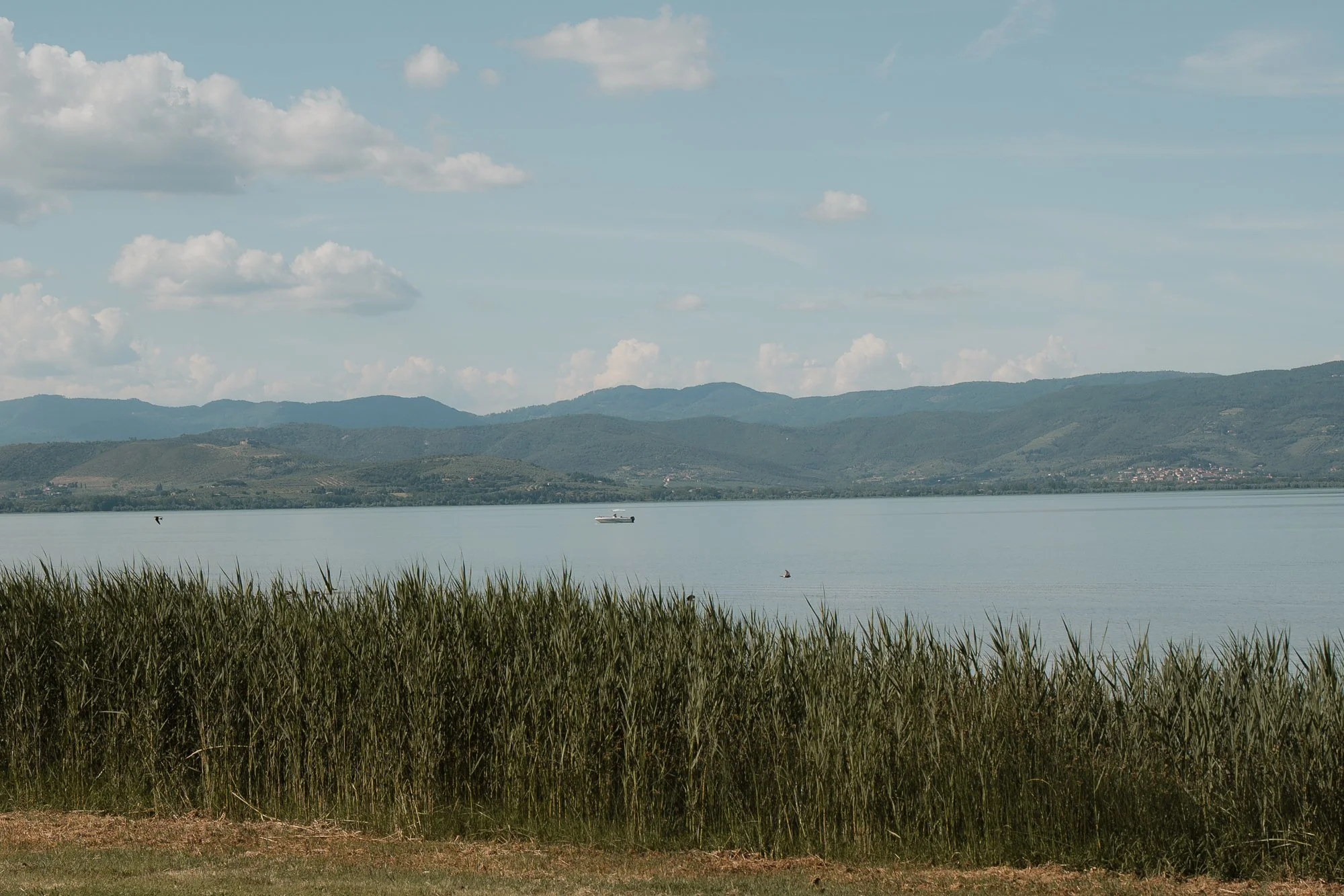 Blick auf einen ruhigen See mit Bergen im Hintergrund, im Vordergrund hohe Gräser und Wasserpflanzen, ein Boot auf dem Wasser, teilweise bewölkter Himmel.