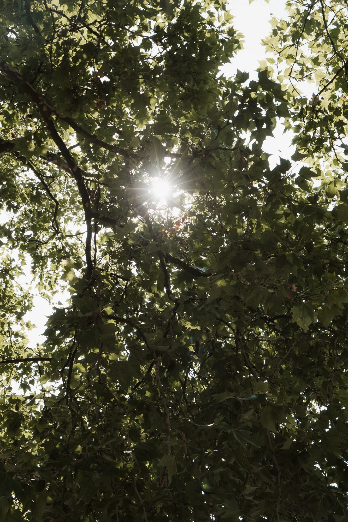 Sonne scheint durch das Blätterdach eines Baumes