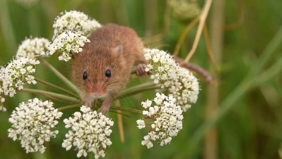 A harvest mouse perched on white flower blossoms with green grass in the background.