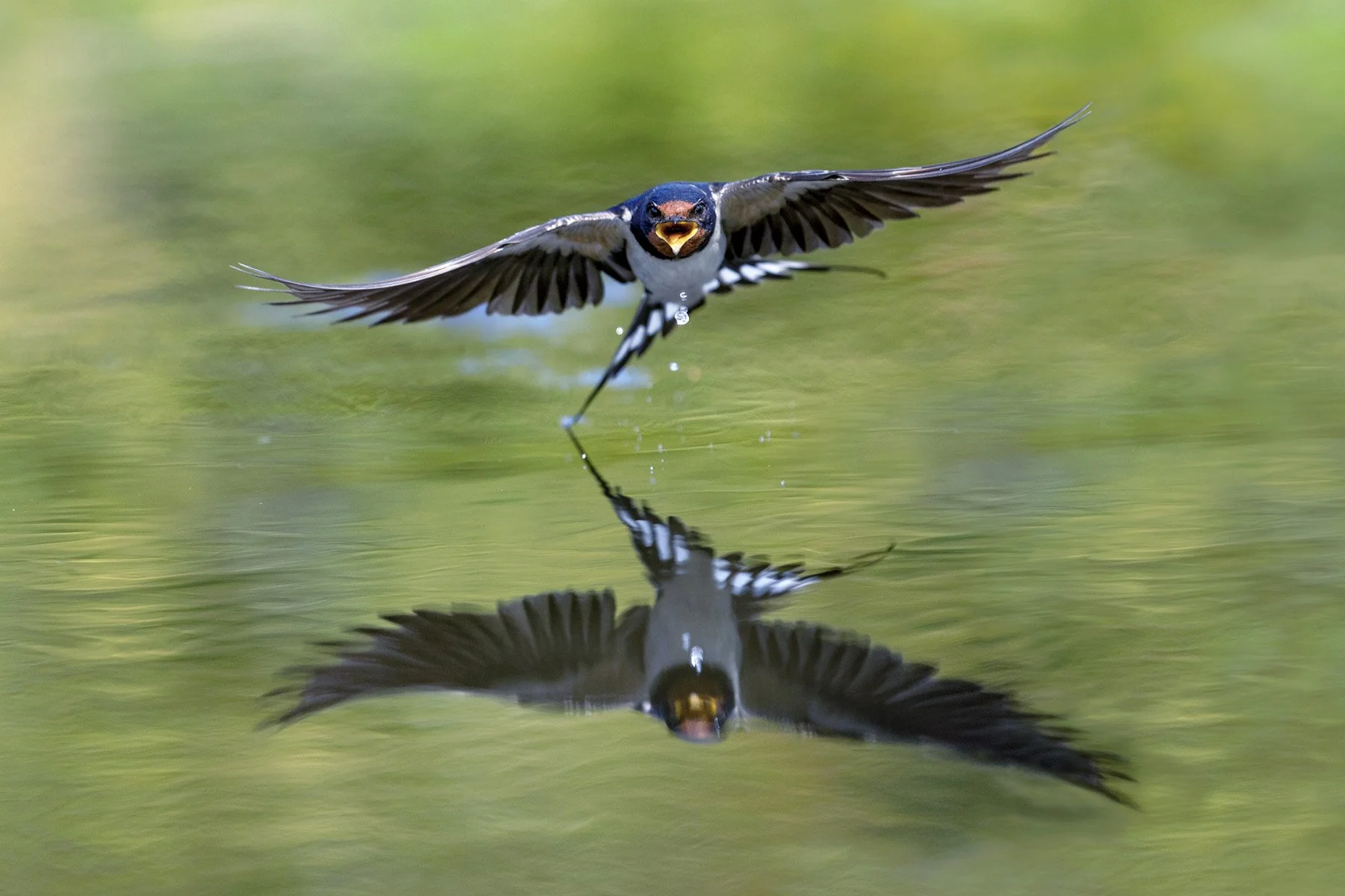 A swallow flying low over water with wings spread wide, water droplets falling from its beak, and its reflection visible on the water surface.