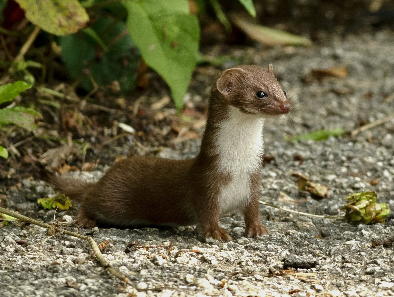 A stoat standing on gravel ground surrounded by green foliage.