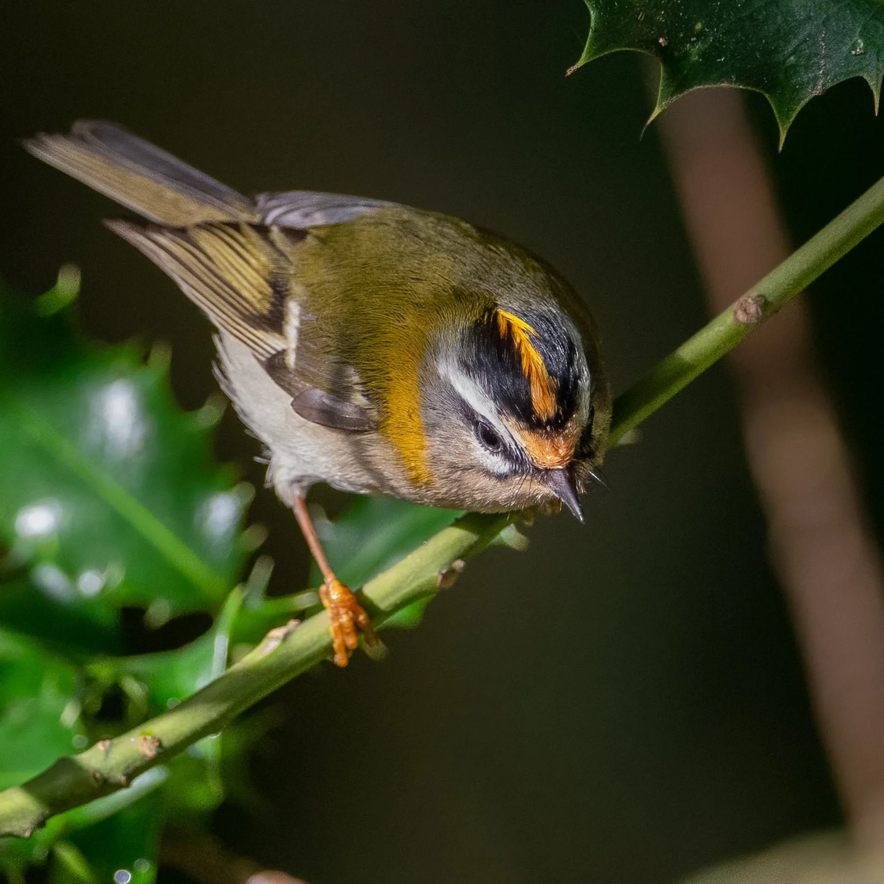 A Firecrest in the Roseland