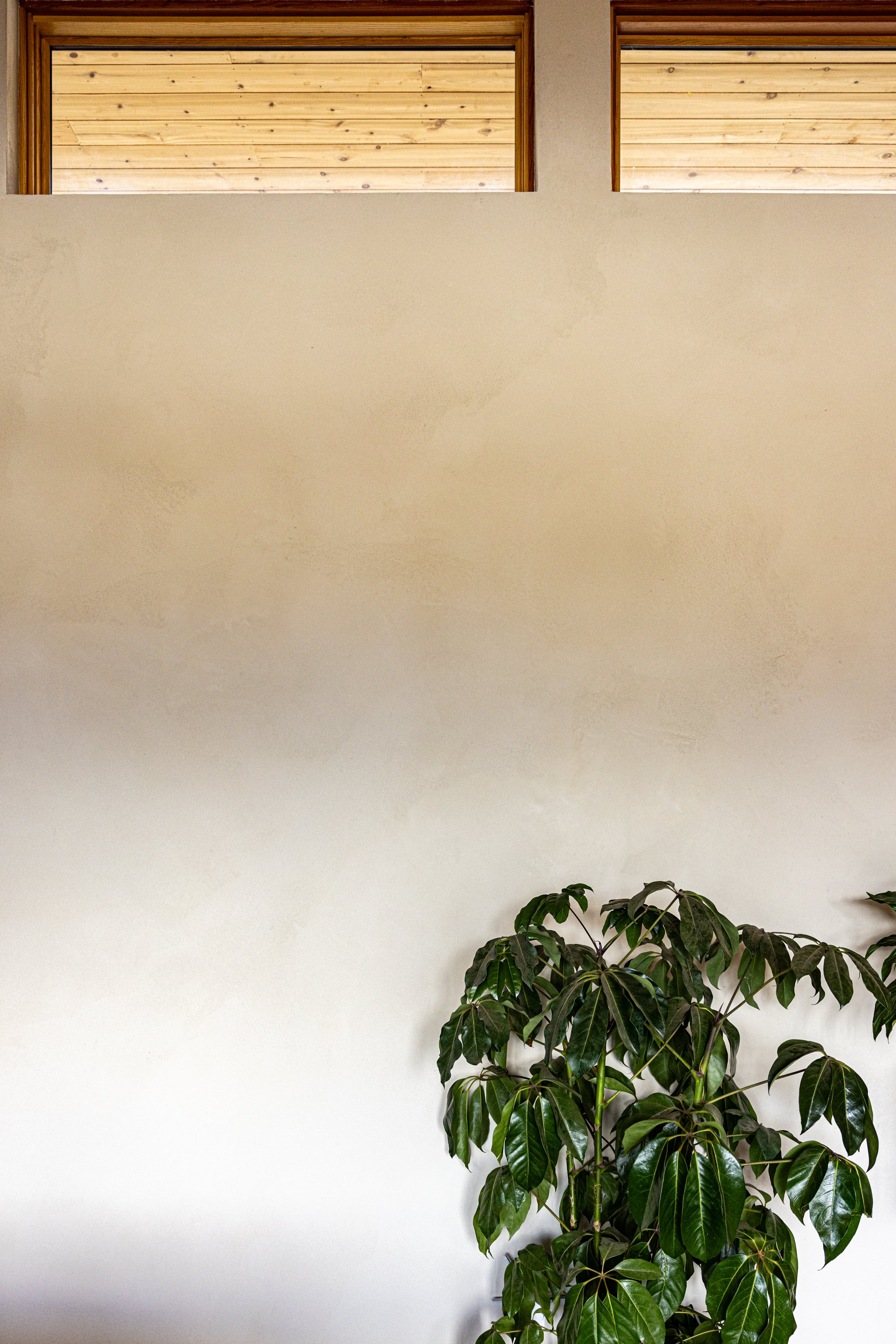 Indoor scene with beige wall, partial view of green houseplant with large glossy leaves, and a wooden upper panel.