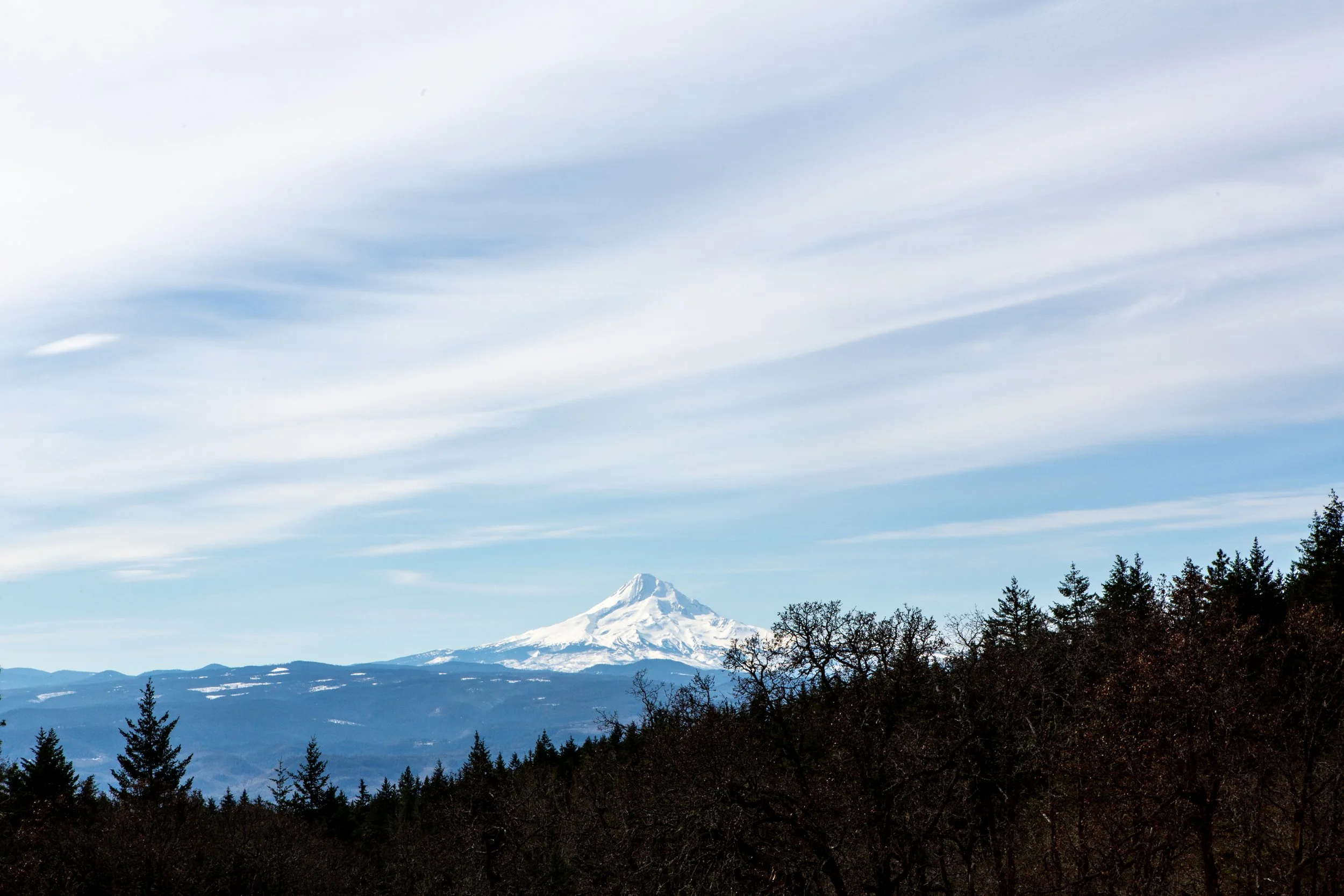 Snow-capped mountain viewed from a forest of pine trees with a partly cloudy sky