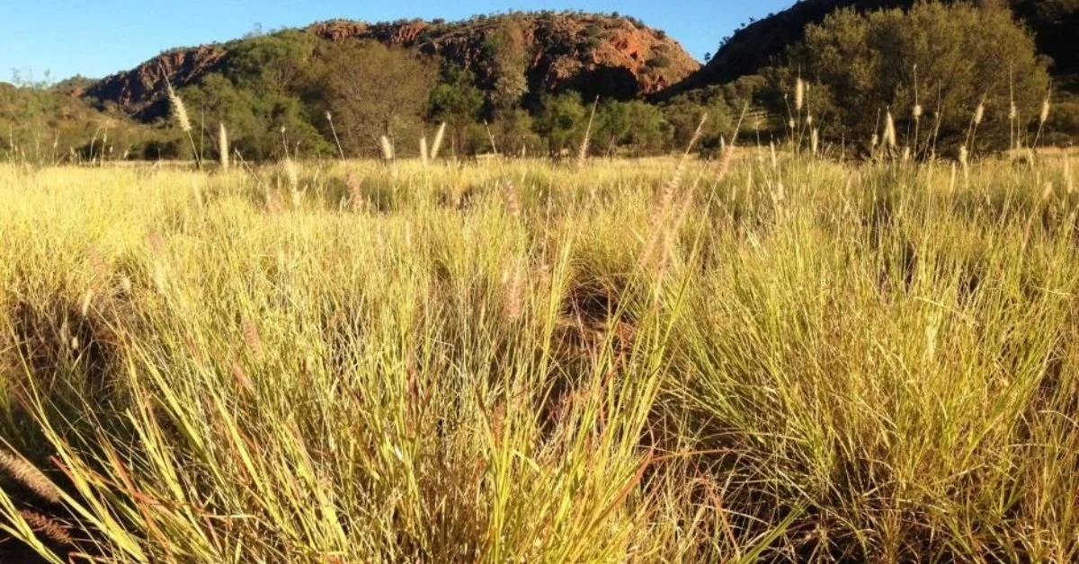 Burgoyne's buffel weed decision condemned