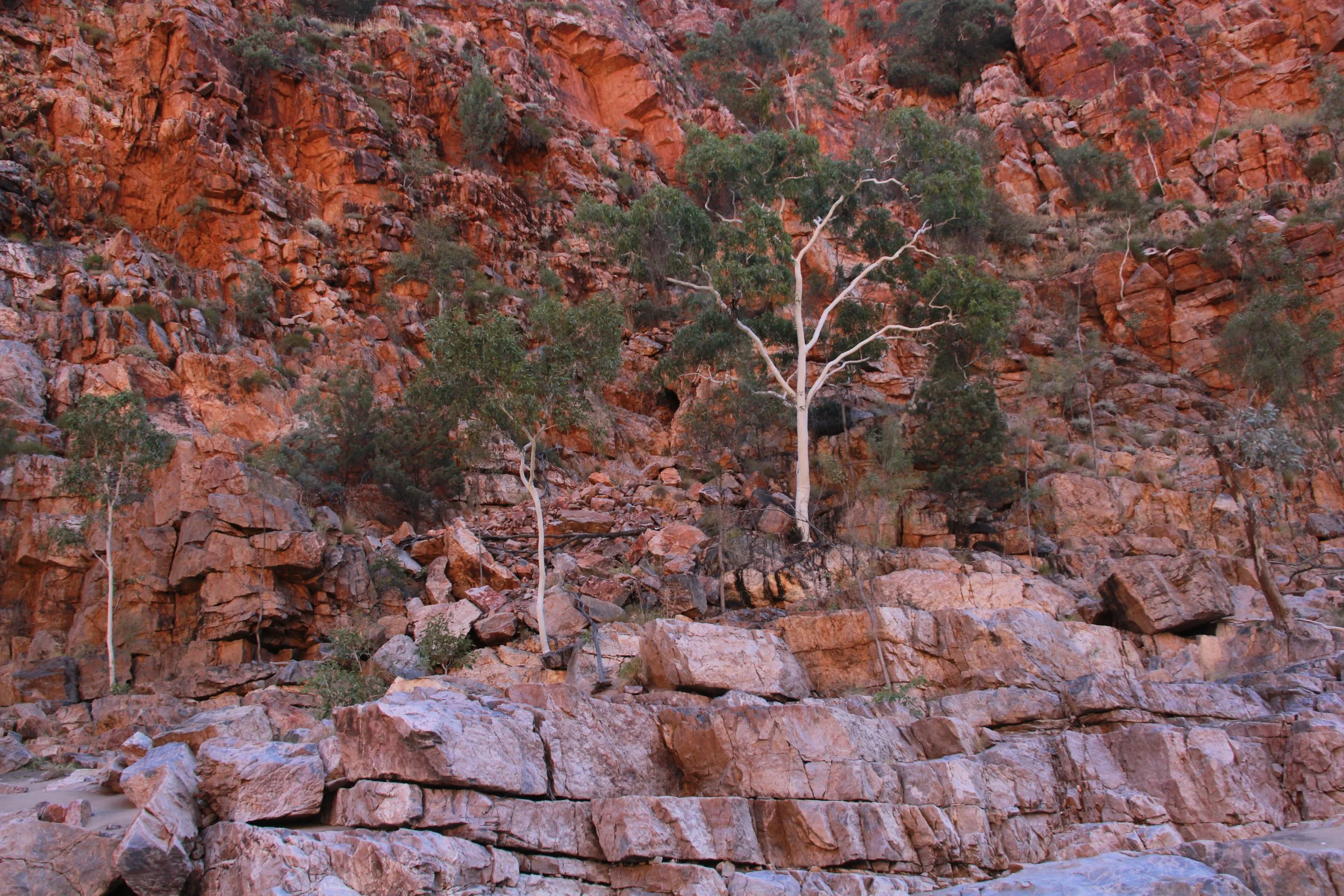 A rocky, reddish cliff face with sparse green trees and shrubs growing among the rocks.