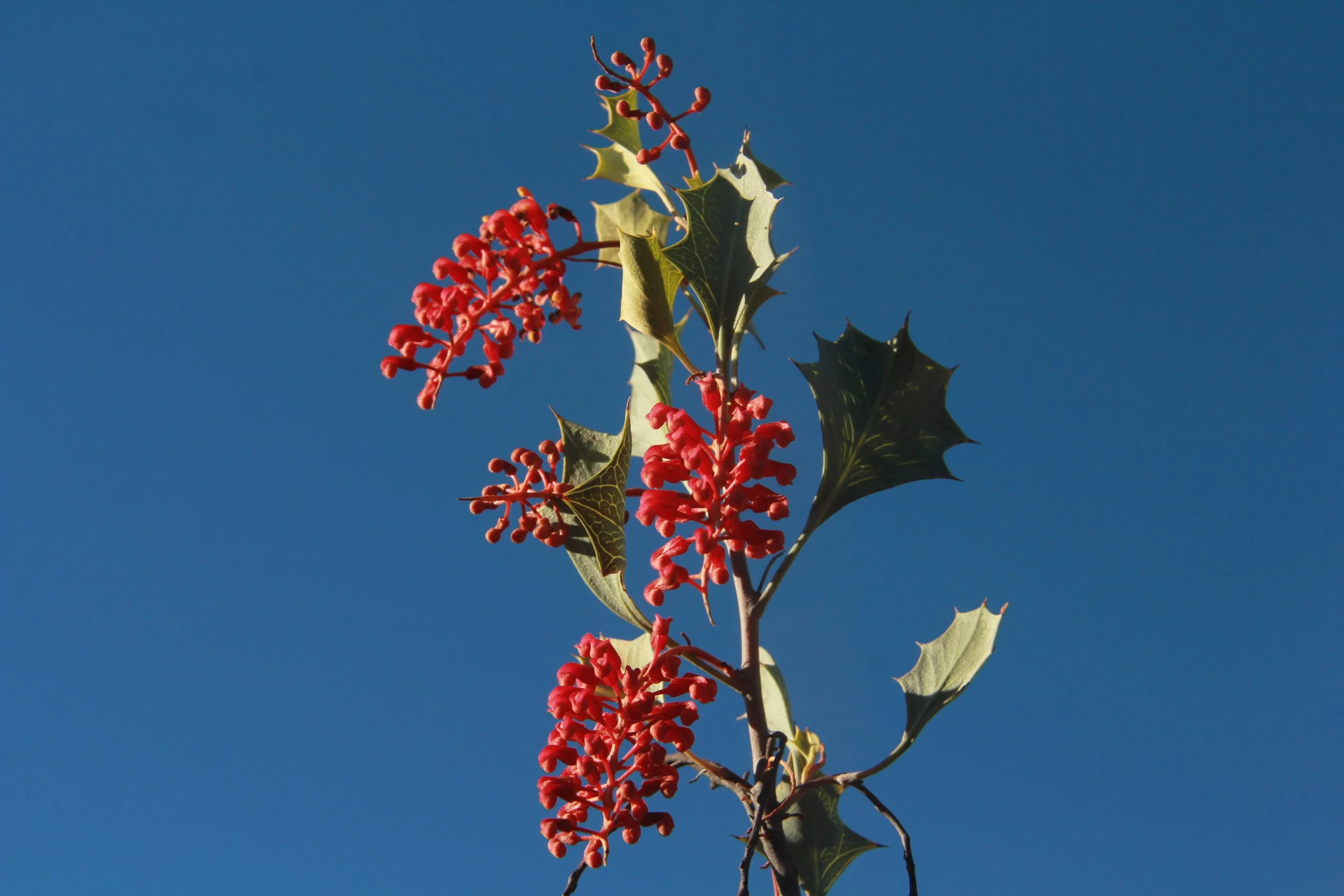 A branch of holly with green spiky leaves and red berries against a clear blue sky.