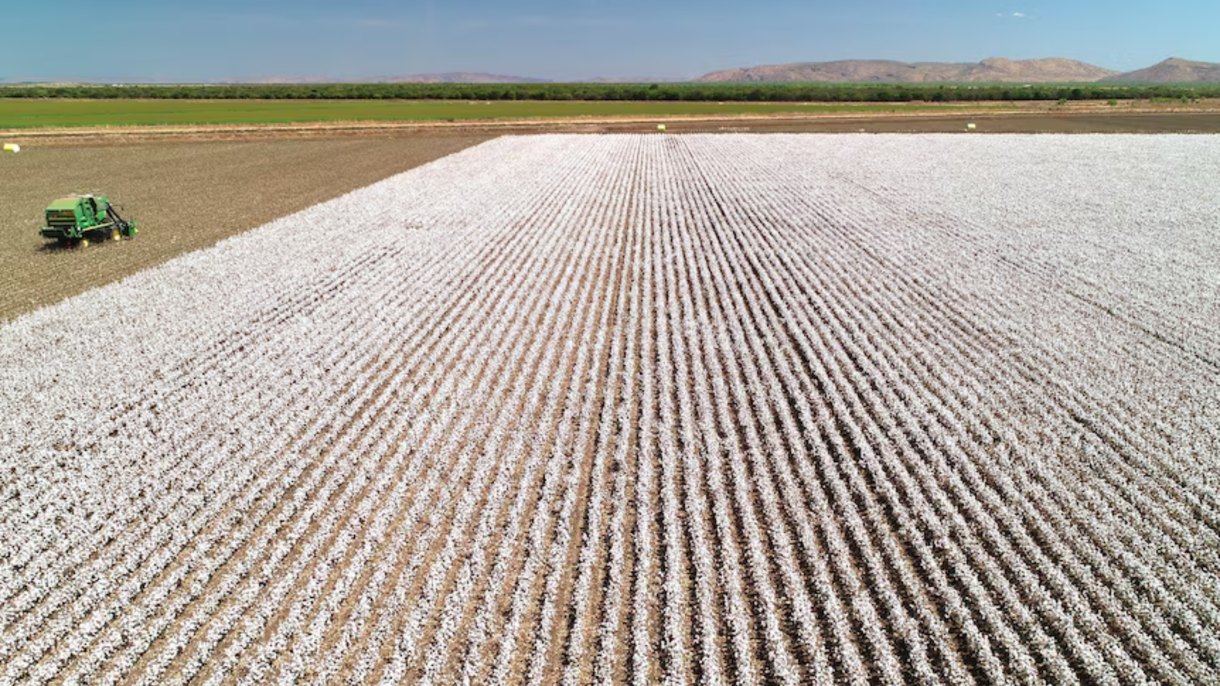 Agricultural field with white cotton rows, green crops, and distant mountains under a clear blue sky.