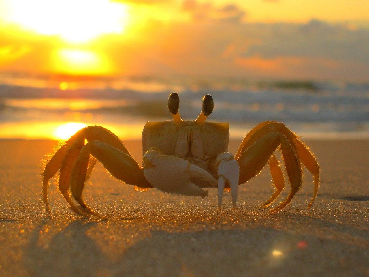 44th Annual West Point Crab Carnival