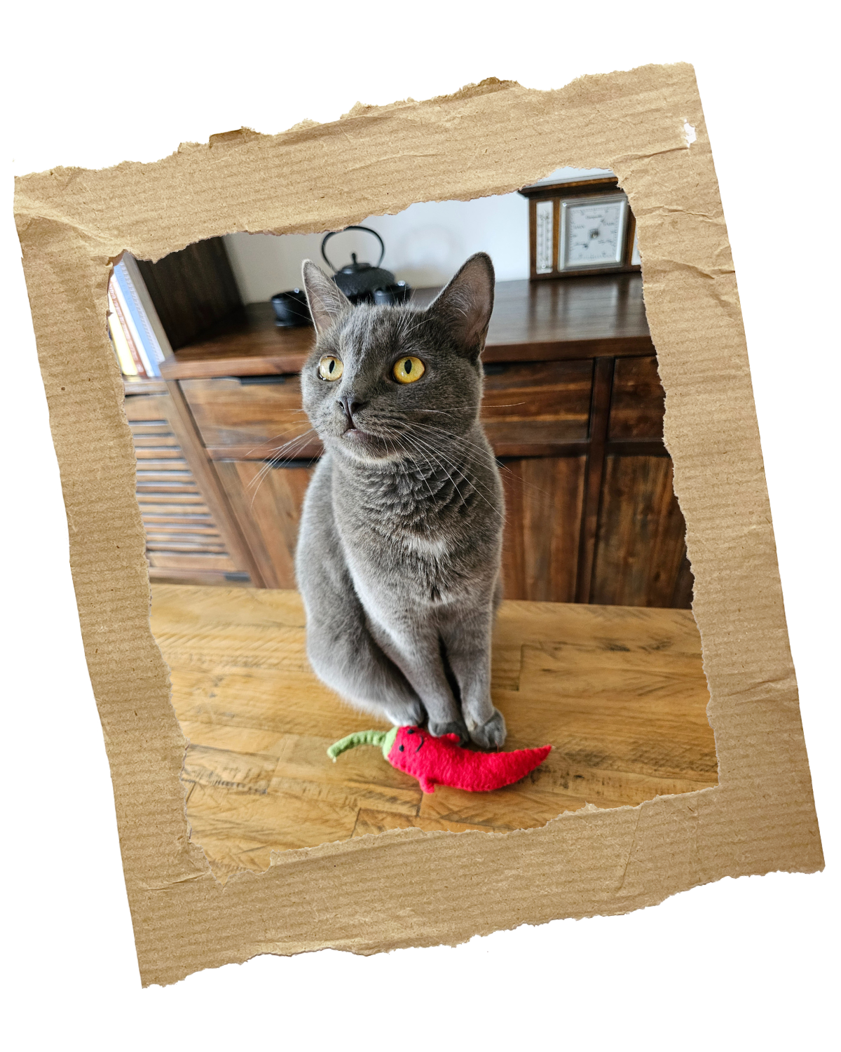 Picture of grey cat with yellow yes, called Kiki. She is sitting on a wooden table, she has a felt red pepper at her feet.