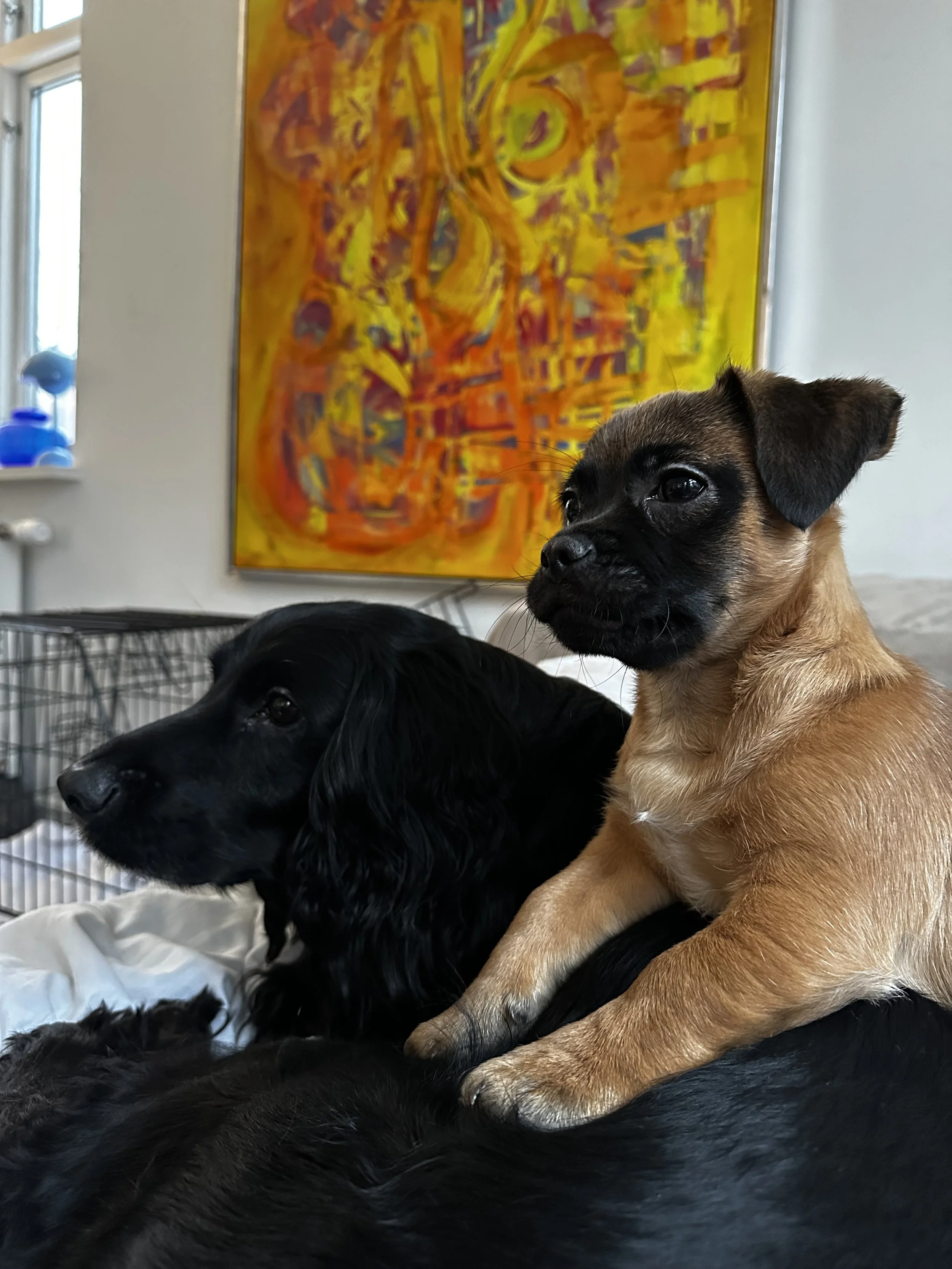 Ennio bruger Tubo som en pude