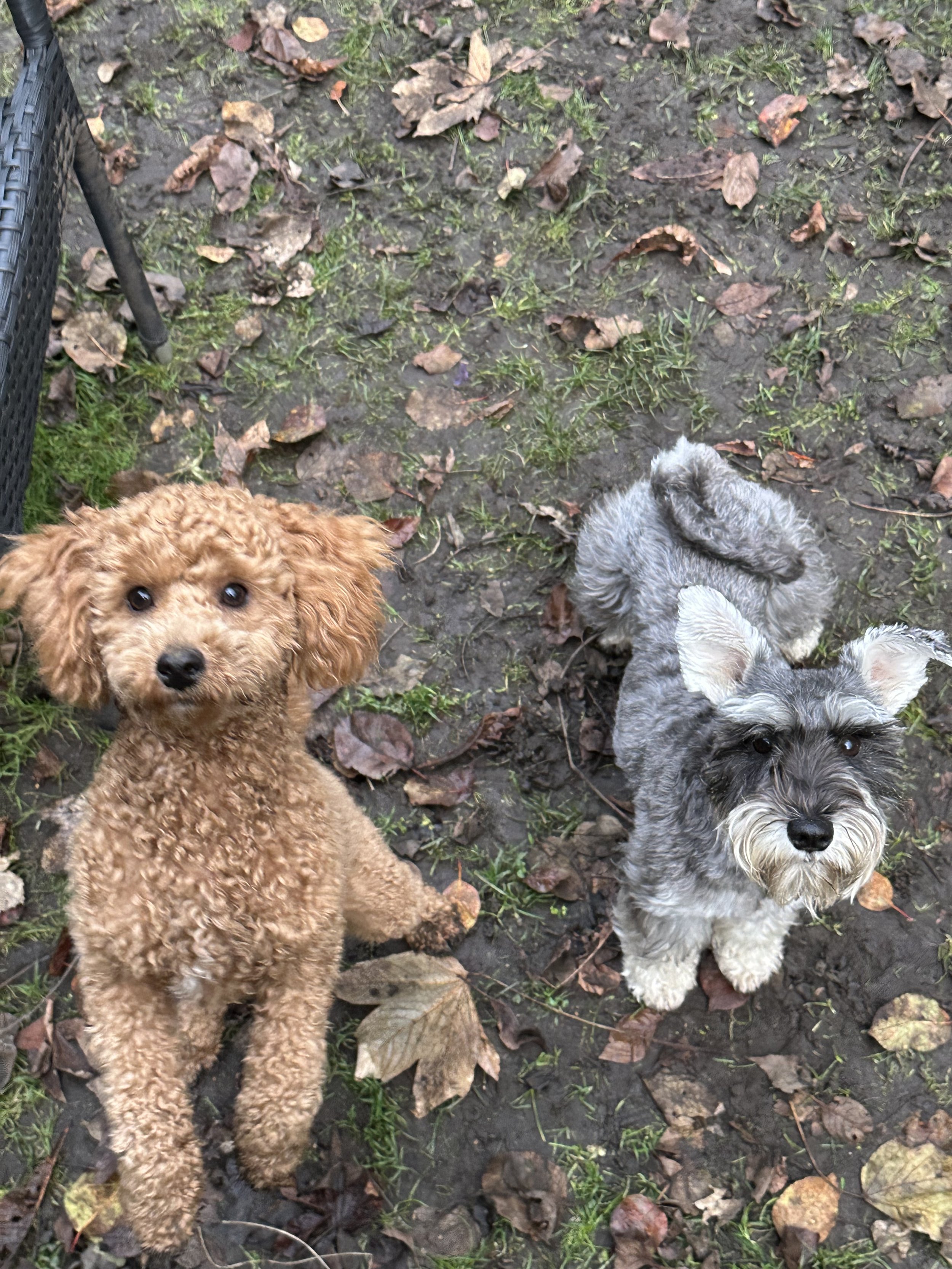 Manu og Nova hygger i haven