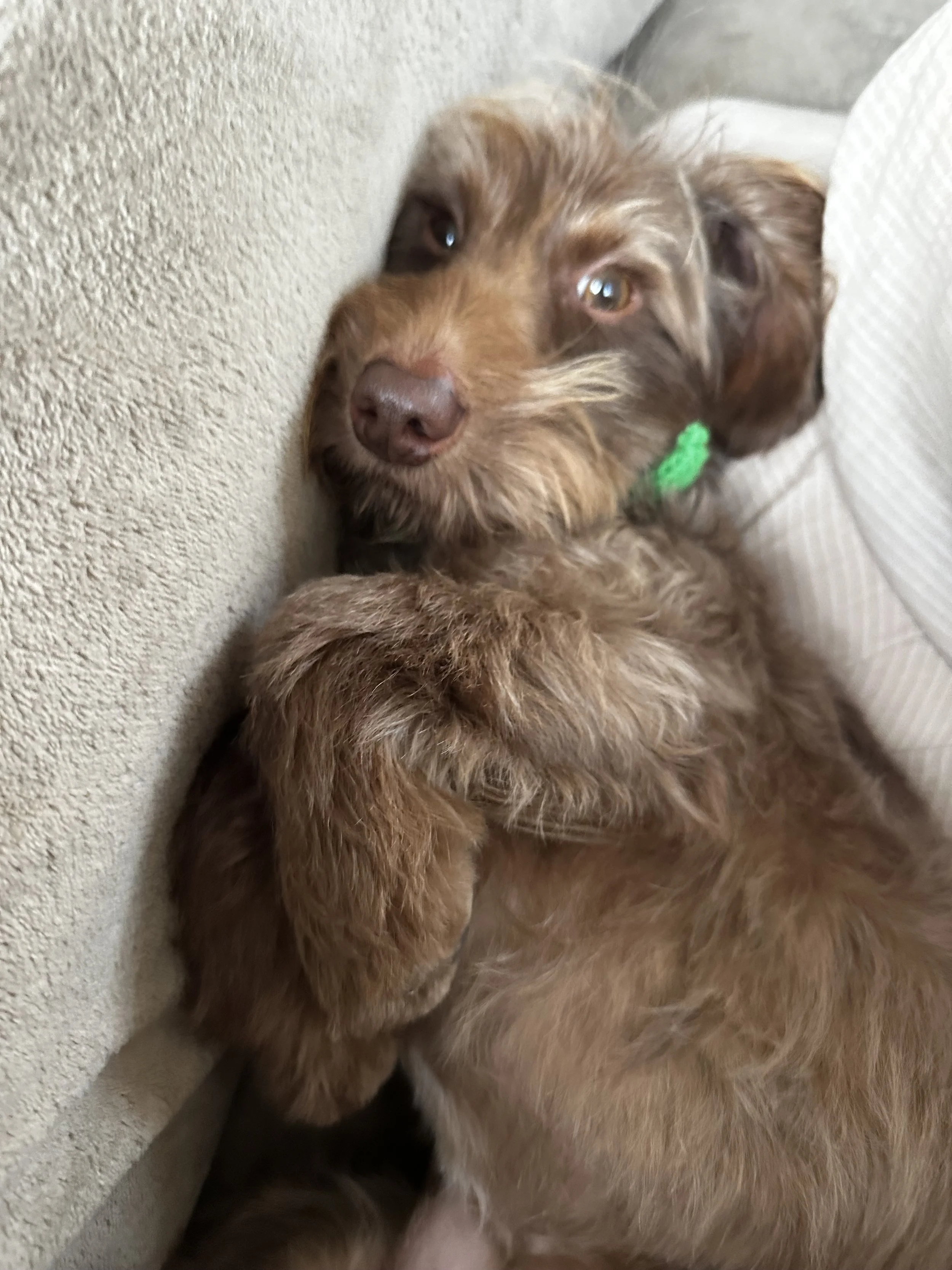 Bo tager en lille lur 