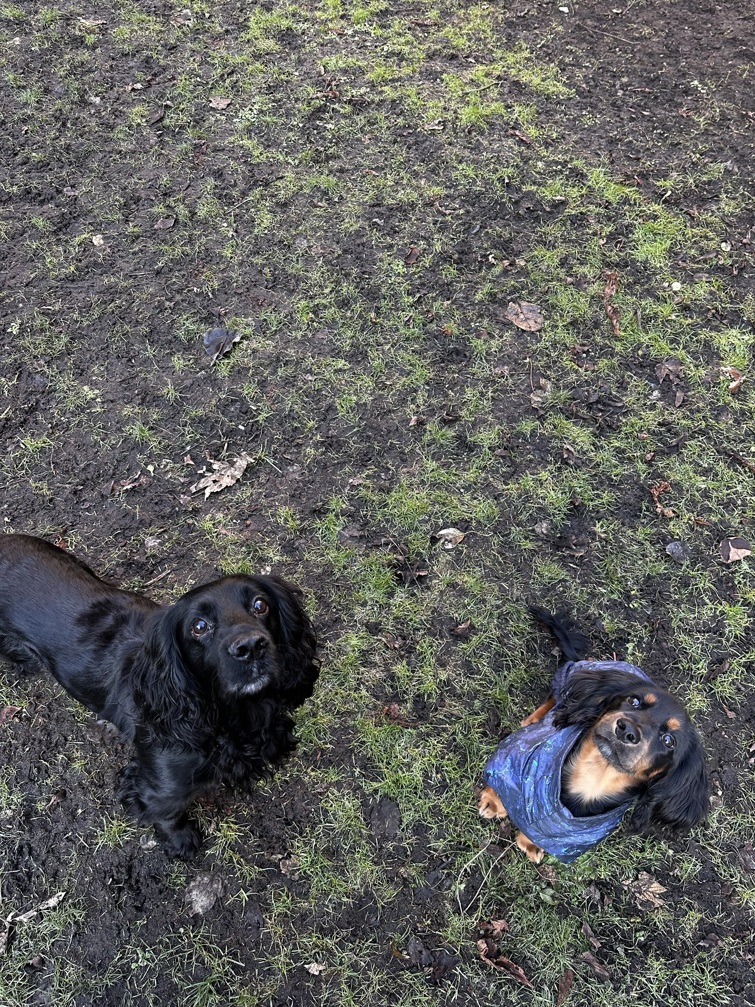 Tubo og Sofus i haven