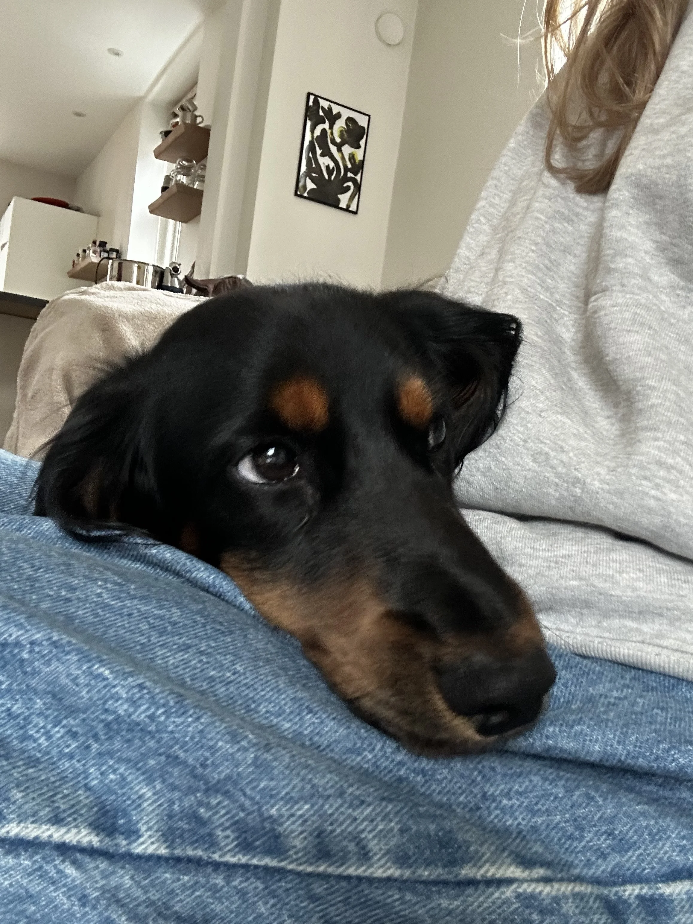 Sofus slapper af på mit skød