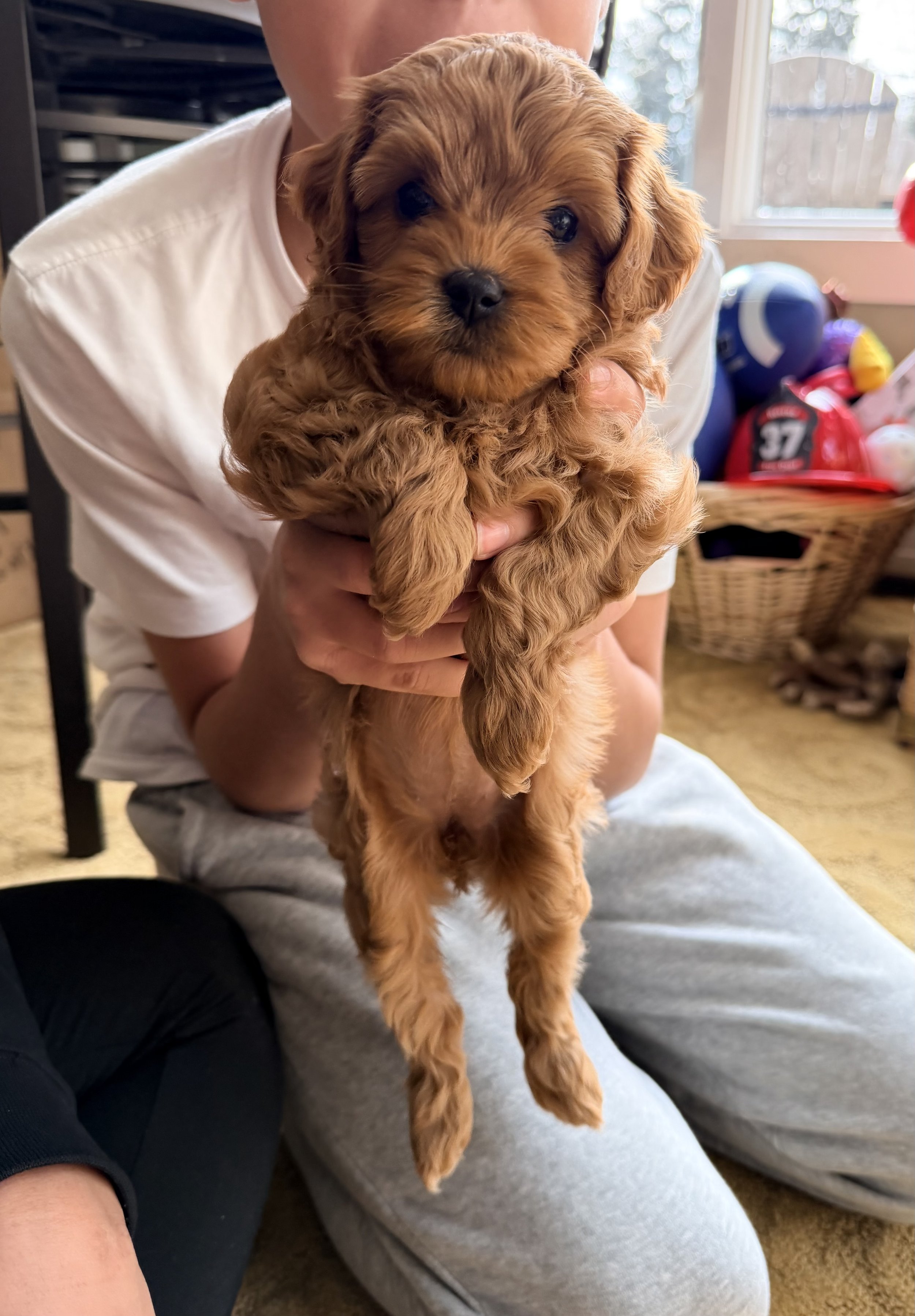A person holding an adorable, small, curly-haired brown puppy indoors near a window, with sports equipment visible in the background.