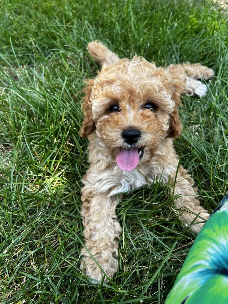A cute, curly-haired puppy with a tan coat and a pink tongue lying on green grass.