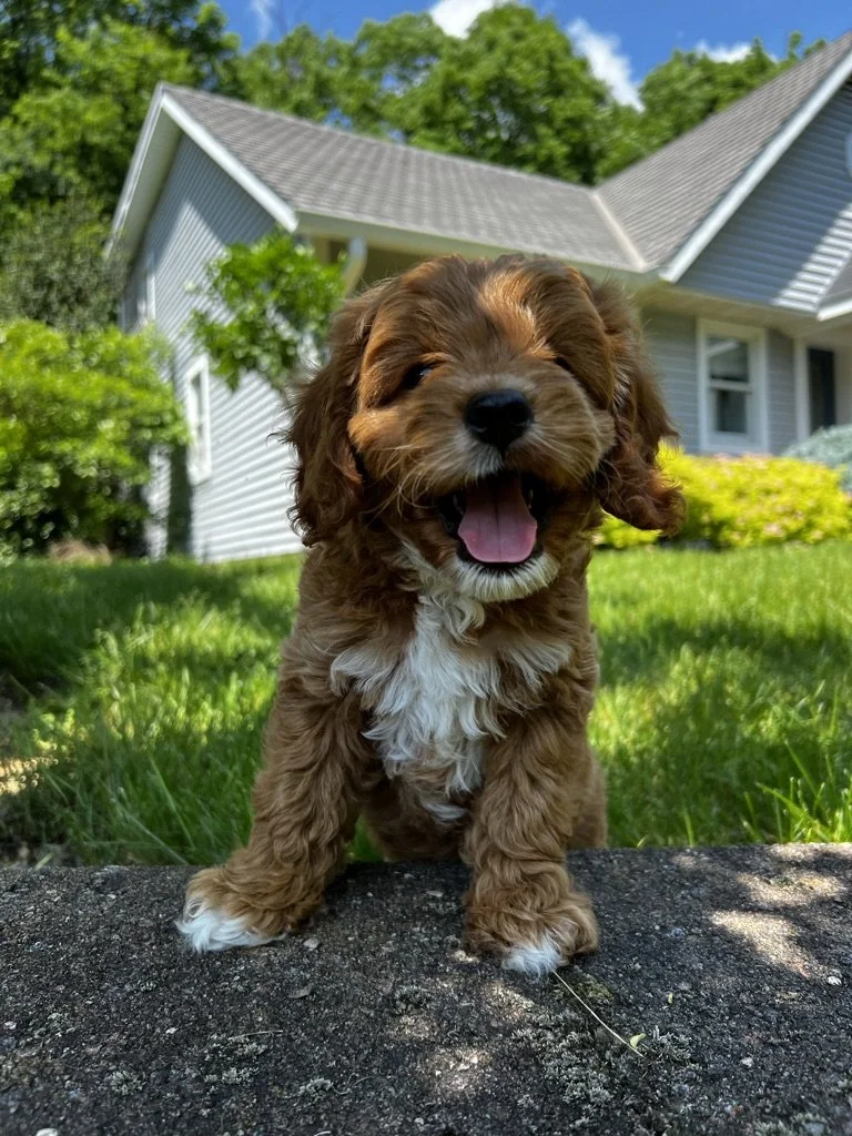 A cute brown and white puppy sitting on a sidewalk in front of a lush green lawn and a house with light gray siding and a gray roof, bright blue sky and trees in the background.