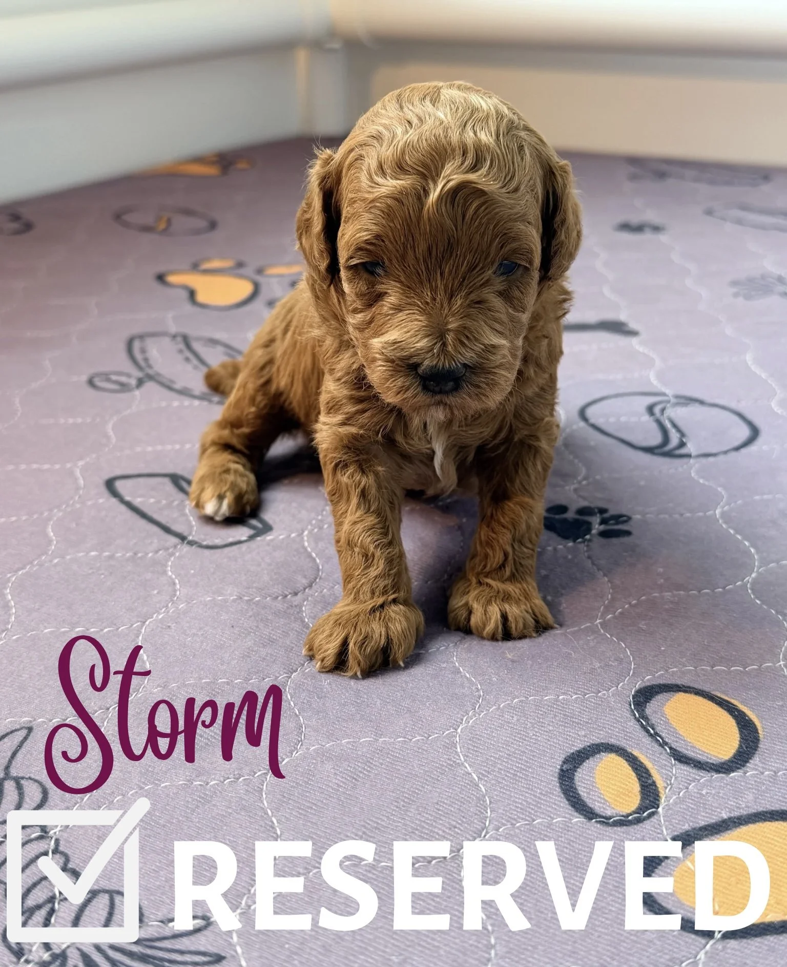 Fur-ever Home - 3.jpeg