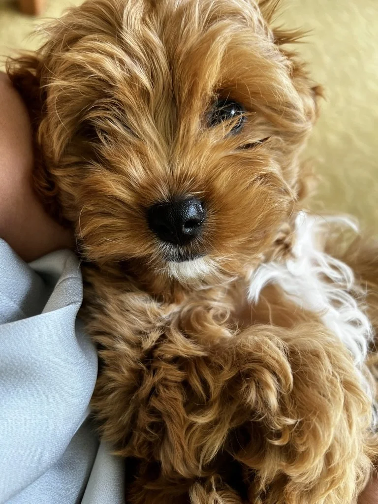 Close-up of a cute, curly-haired puppy with a black nose and dark eyes, lying on a soft surface.