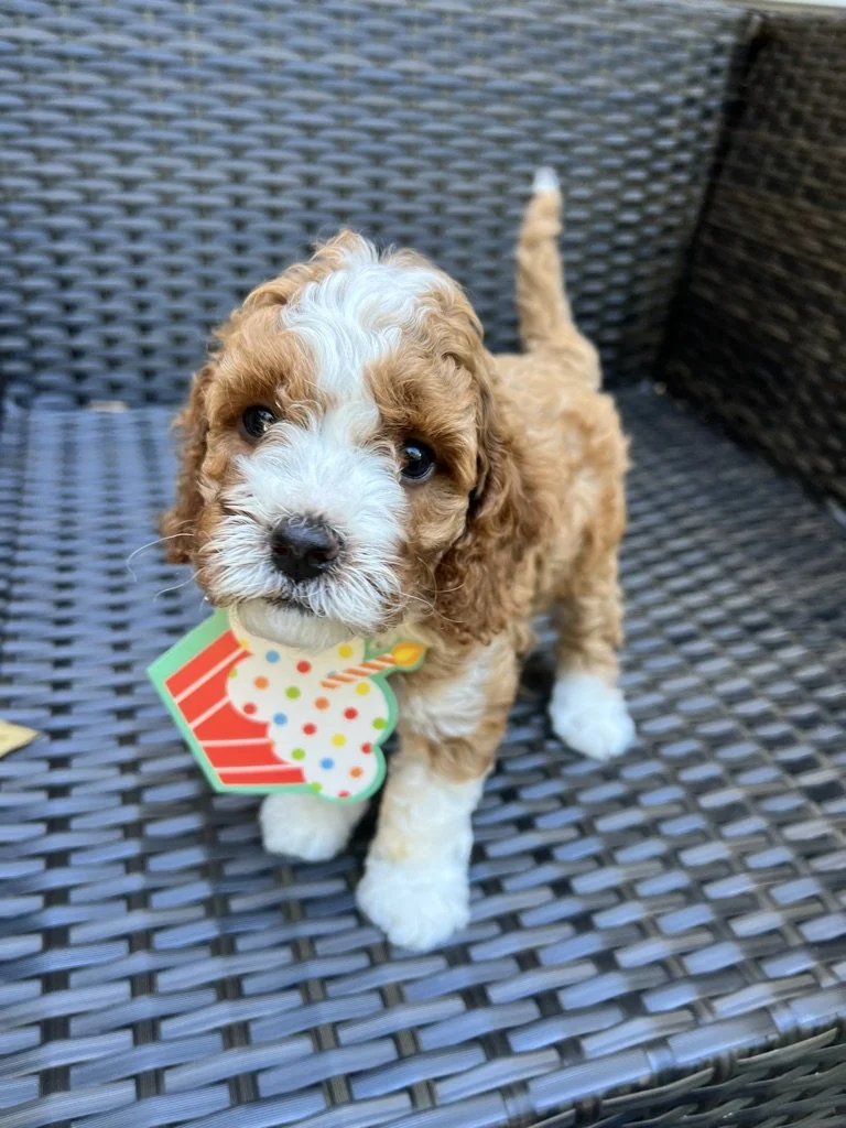 A cute brown and white puppy with curly fur standing on a black wicker outdoor chair. The puppy has a colorful cupcake-shaped party hat collar and is looking up at the camera.