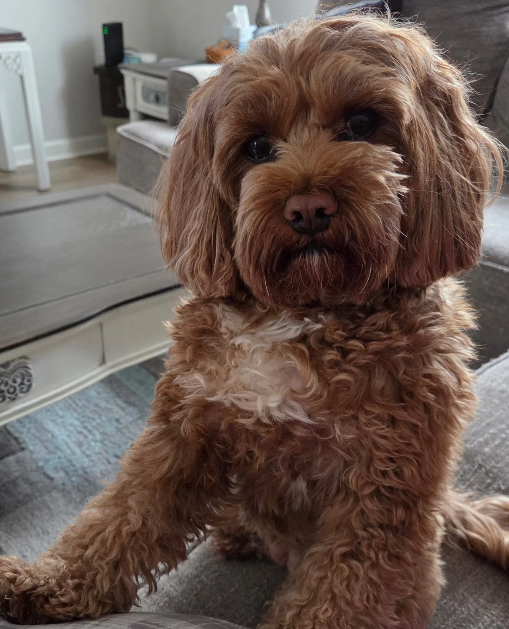 Red Cavapoo Dog -Female