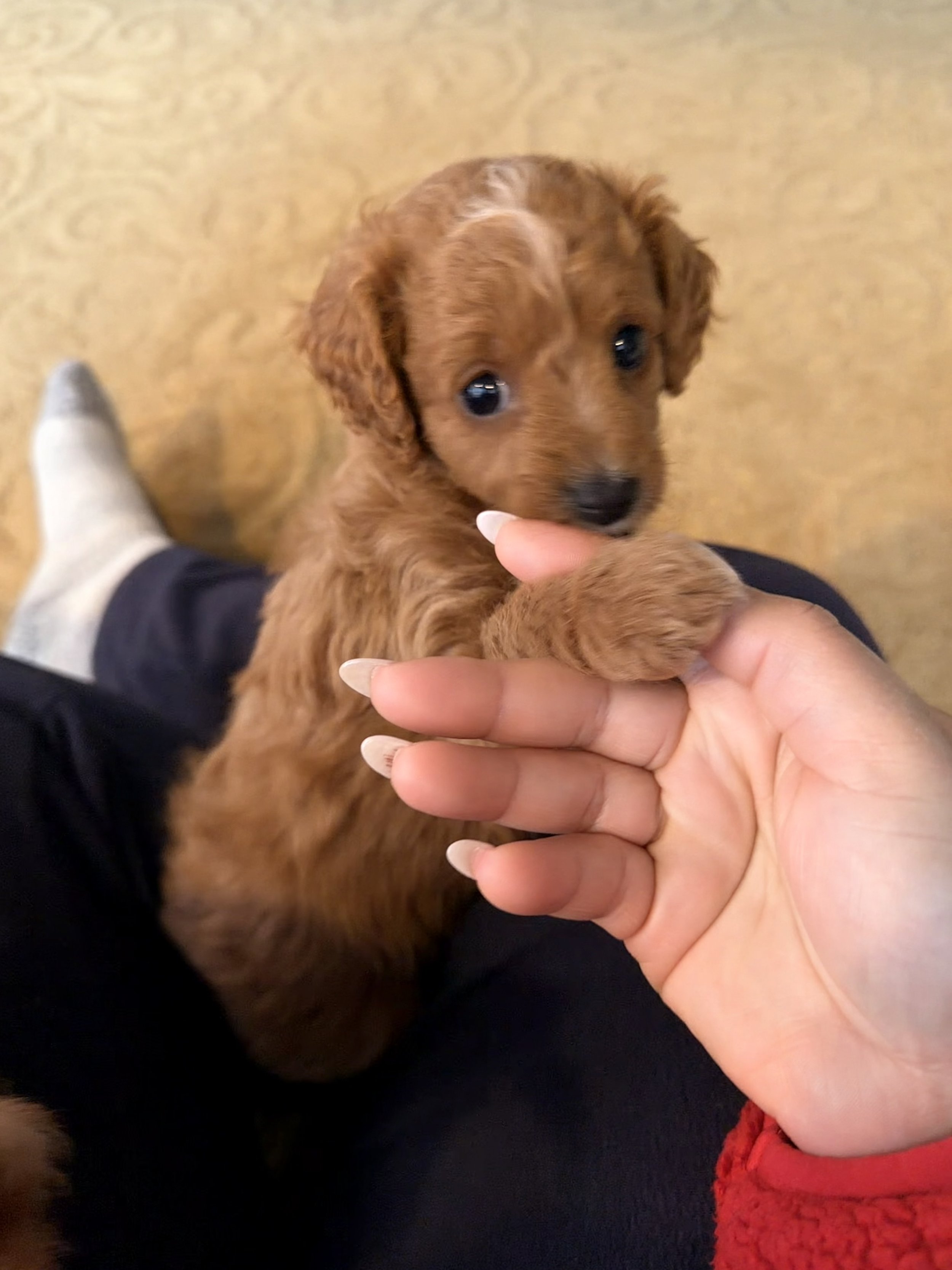 A person holding a small brown puppy with floppy ears and big eyes, looking up while sitting on a person's lap.